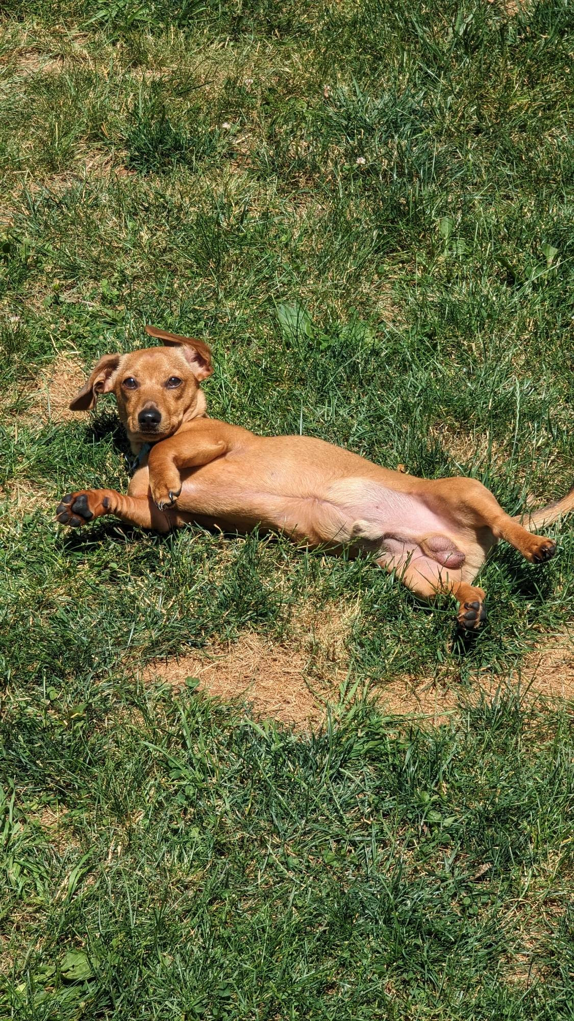 Some days, I just think... "Balls!" #DailyDachshund #Albert