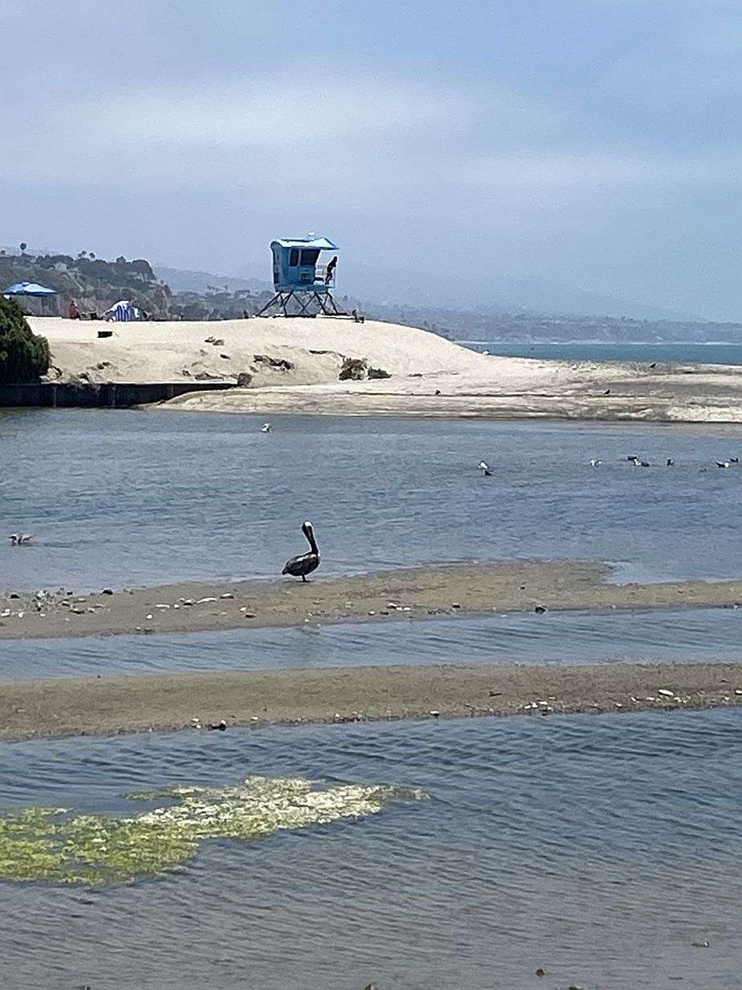 pelican in the shallows on a beach