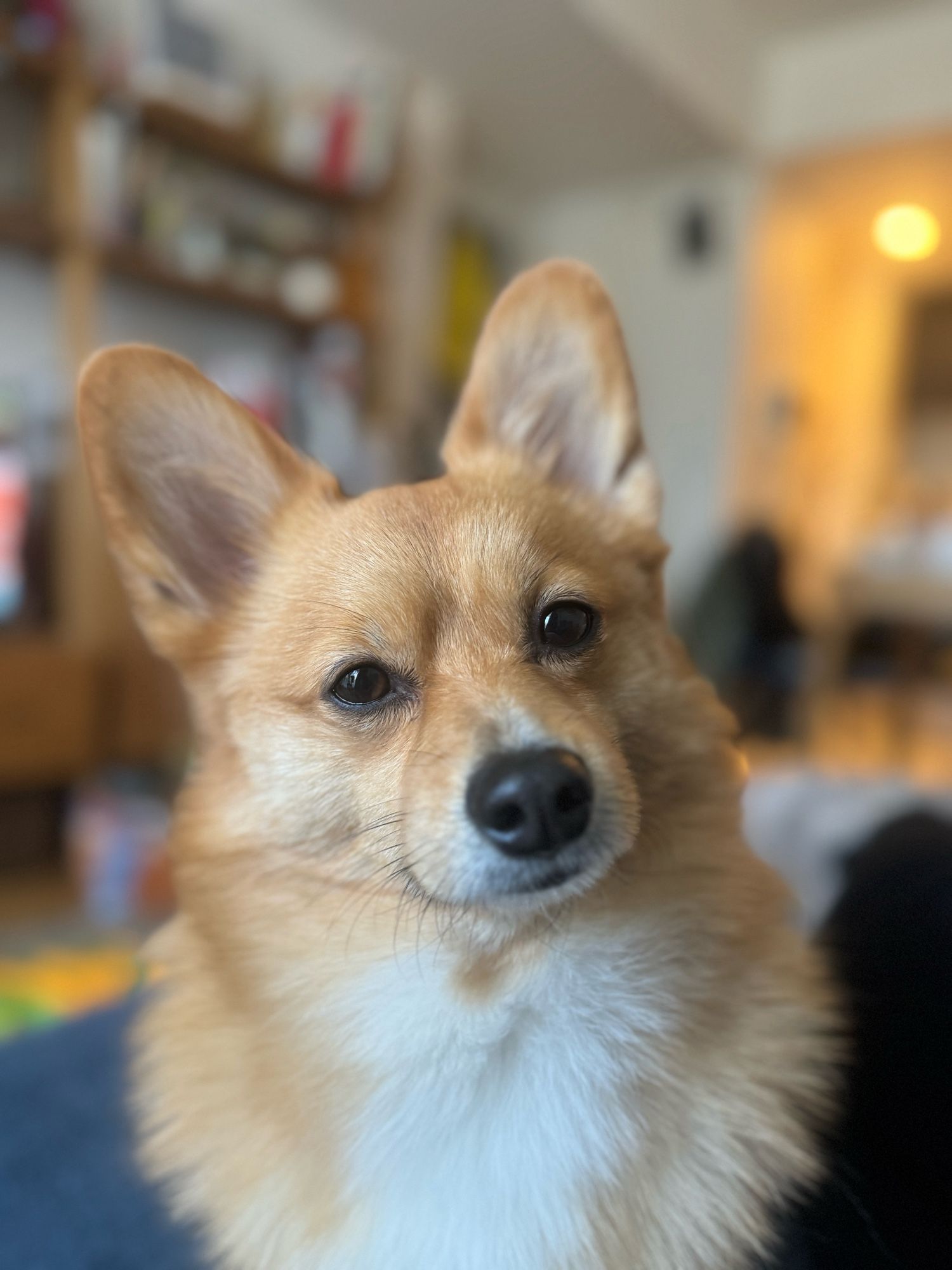 Cooper, Pomeranian-Corgi mix, is tilting his head