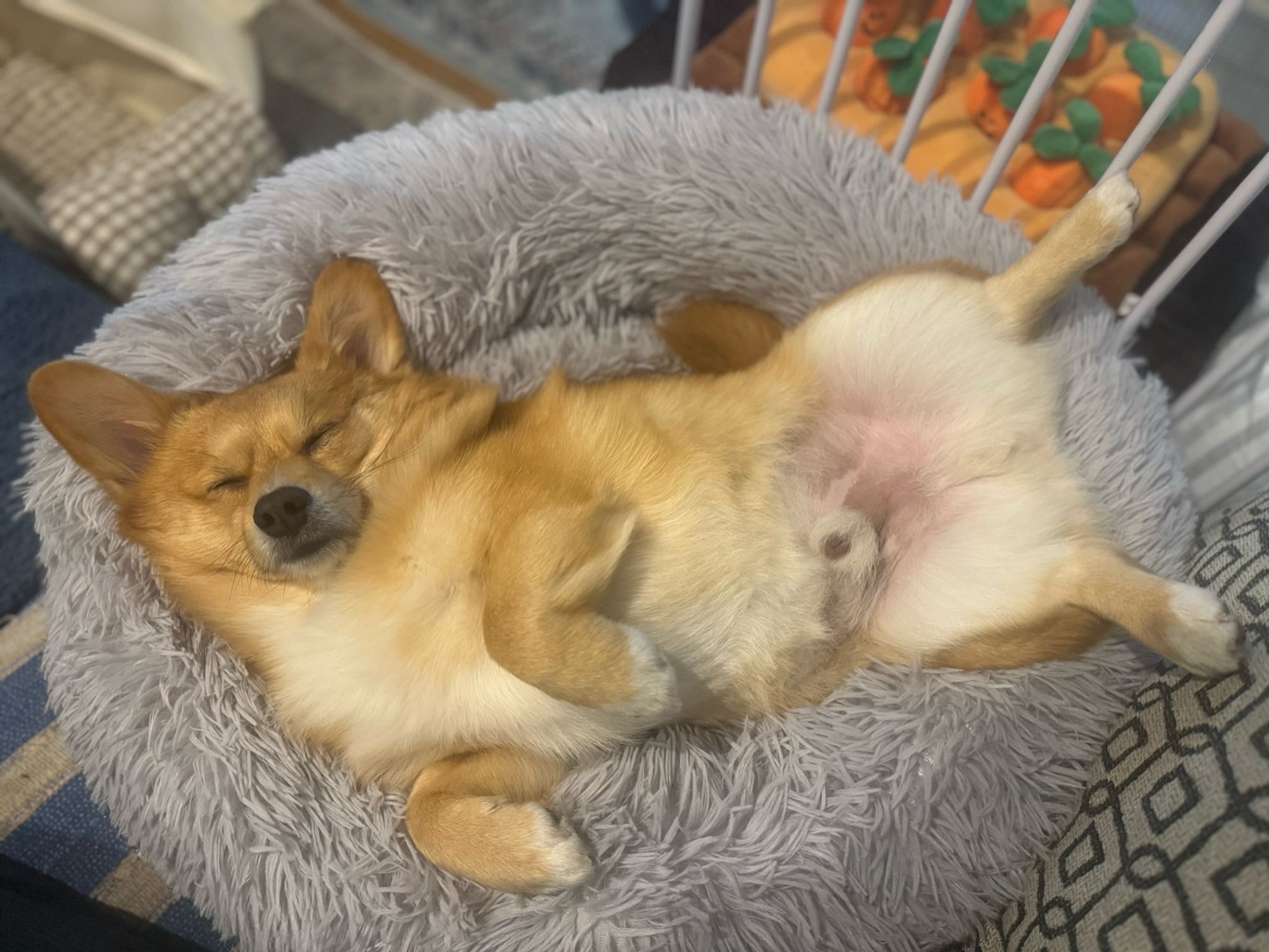 A Corgi-Pomeranian mix named Cooper sleeping in his bed showing his berry.