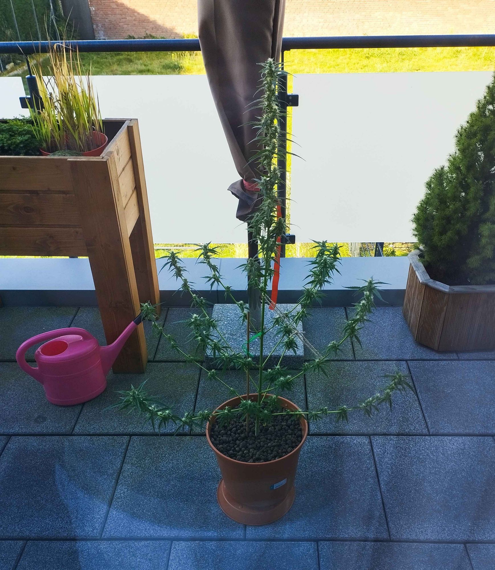 Meine Cannabis-Pflanze Pearl auf dem Balkon, umringt von einer rosa Gießkanne, einem Sonnenschirm und einer Zuckerhutfichte.