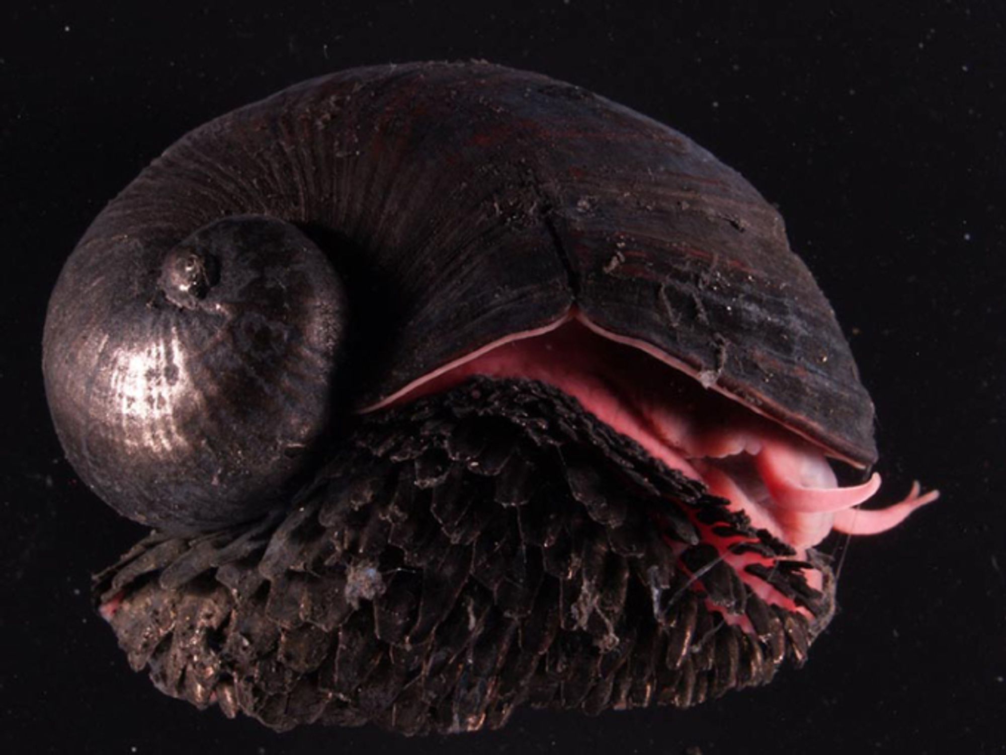 The volcano snail who's shell made of iron sulfides, making it the most metal snail on the planet.