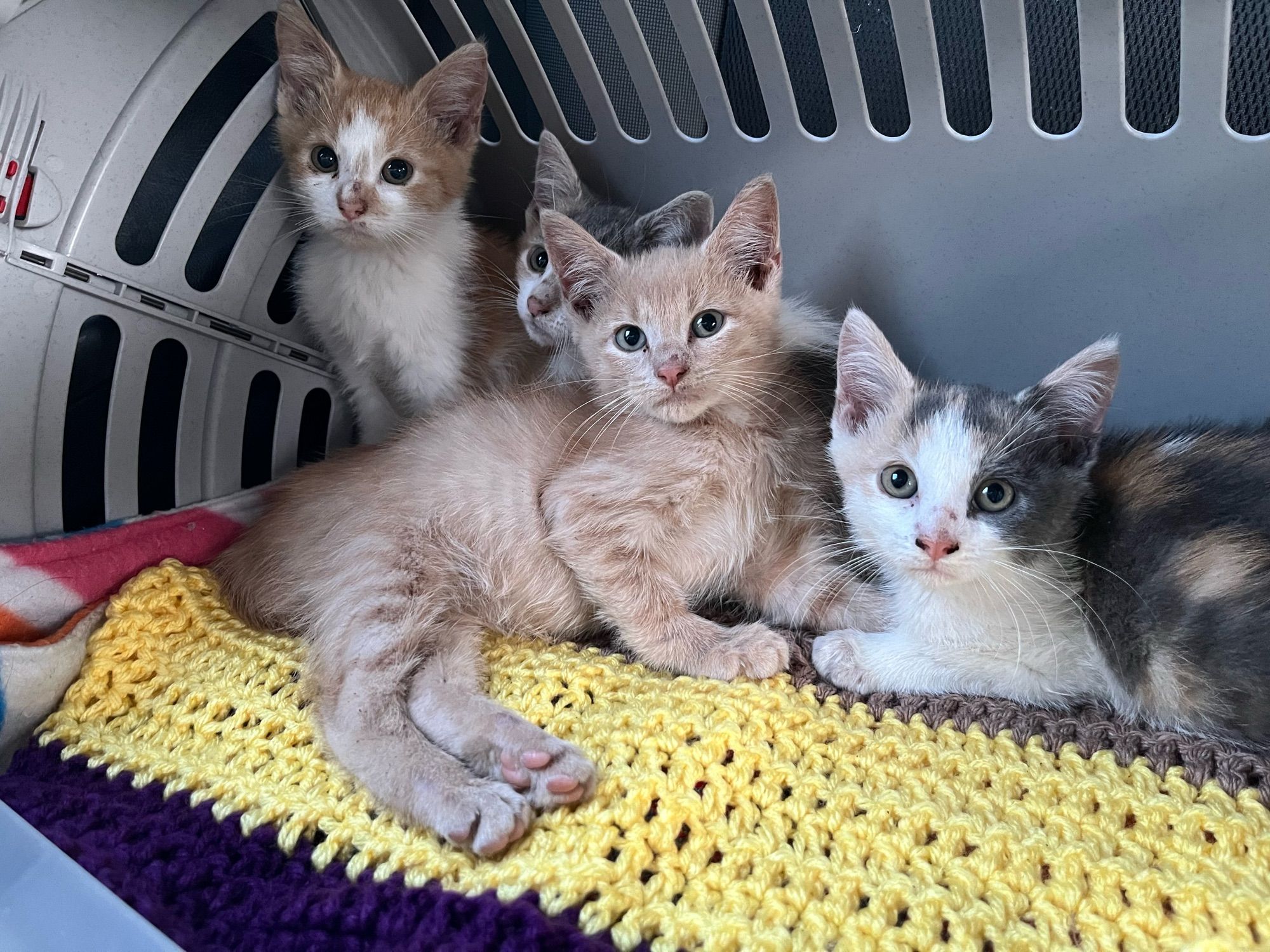 Four small kittens— an orange and white, a buff tabby, and two dilute calico kittens— huddled together in a cat carrier.