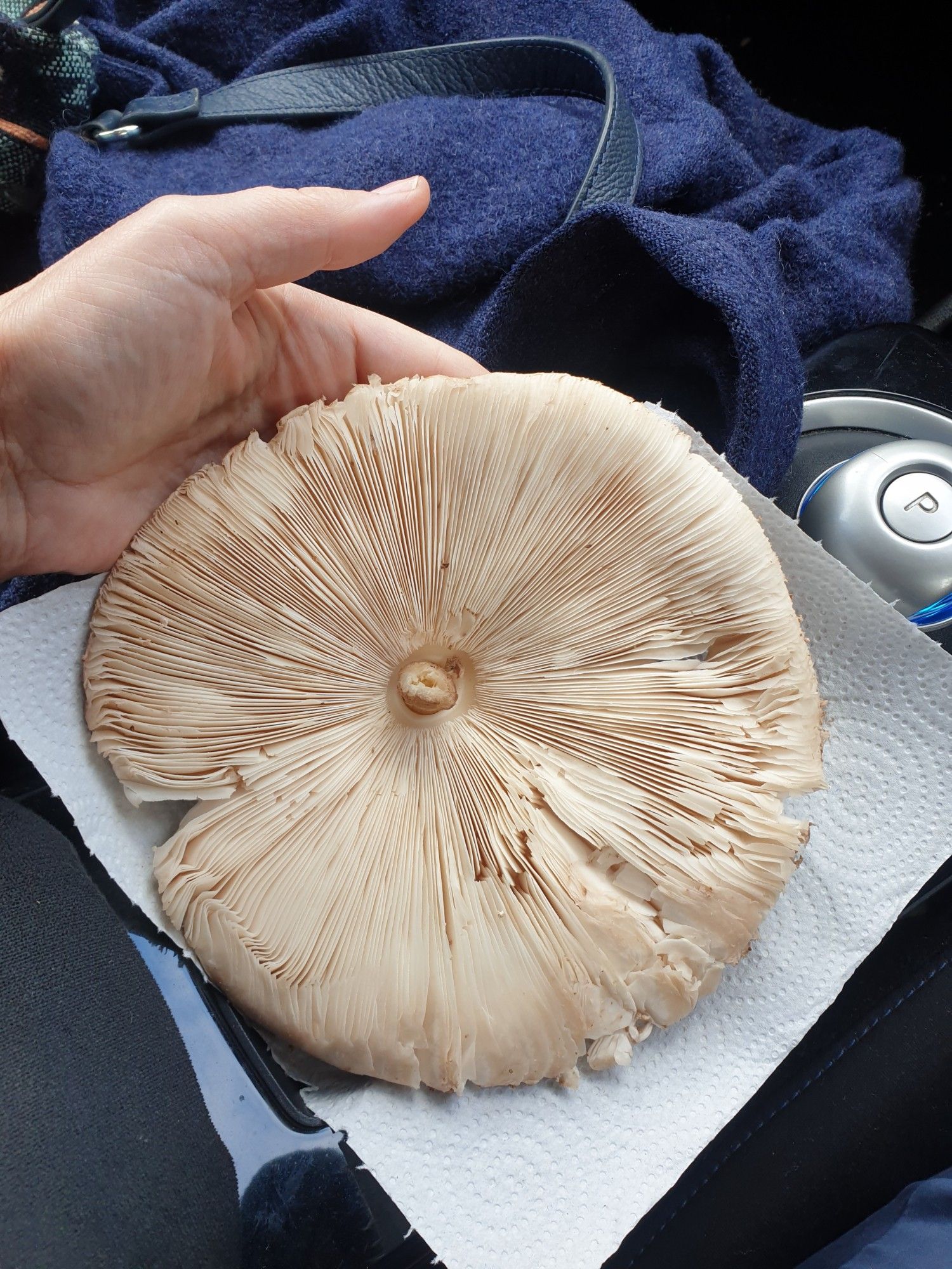 The underside of a huge parasol mushroom, a whorl of pale, parchment coloured gills. My hand for scale - it's probably nine inches across, maybe more.