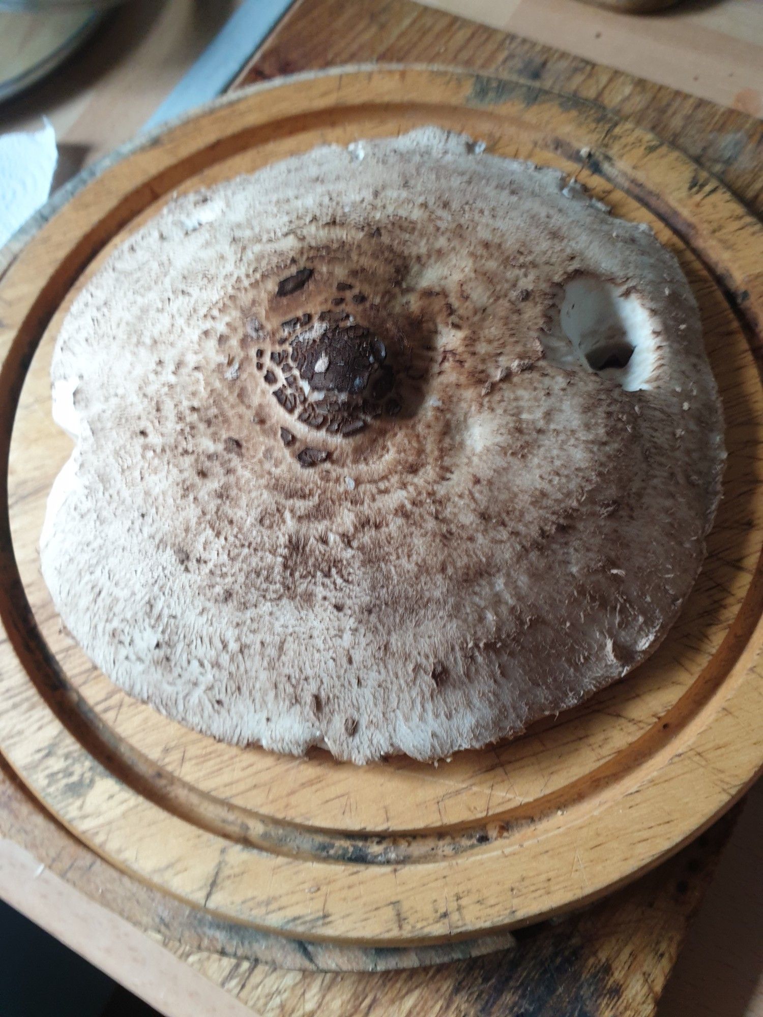 The top side of the parasol mushroom, with its flecked brown surface and large, dark raised knob in the centre. There is a little bit of snail damage.