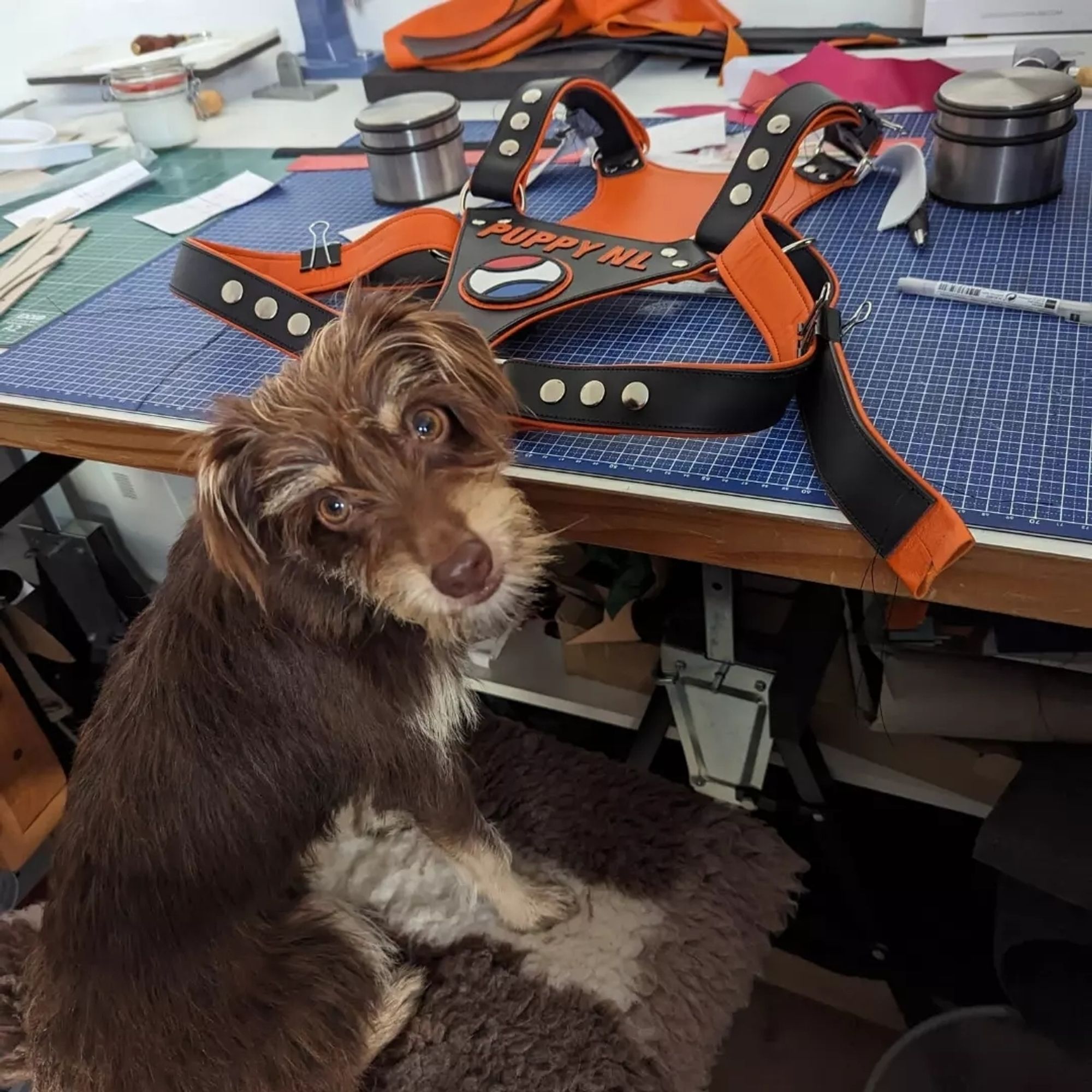 A fluffy inspector is looking doubtful about the skillfully crafted leather harness for the Dutch Puppy Contest. Will it be up to their standards?