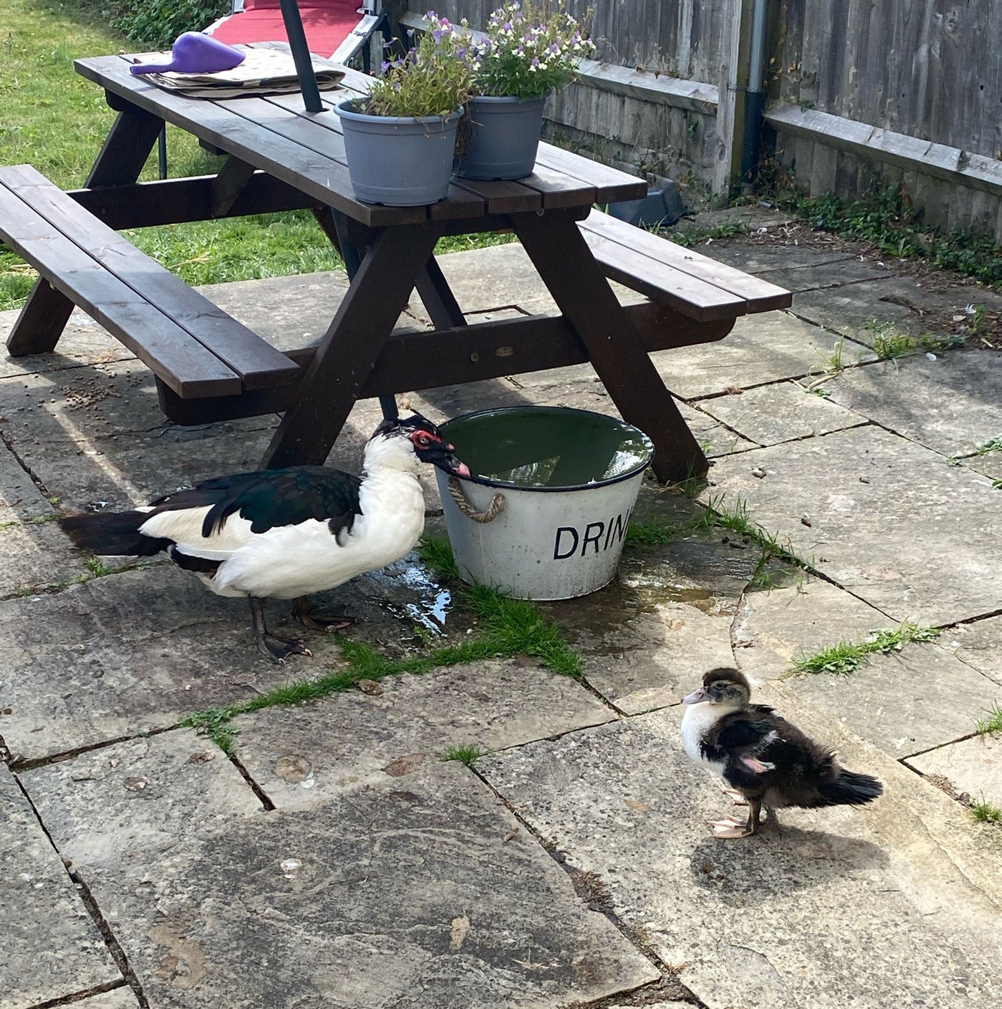 A large Muscovy Drake standing on a patio, next to a duckling with the same colouring and markings