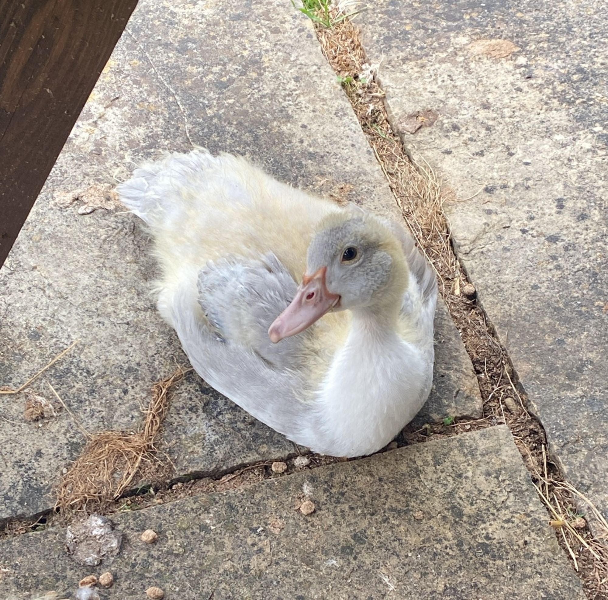 A duckling sits on a stone patio. Its feathers are halfway between baby fluff and adult growth, a pale grey.