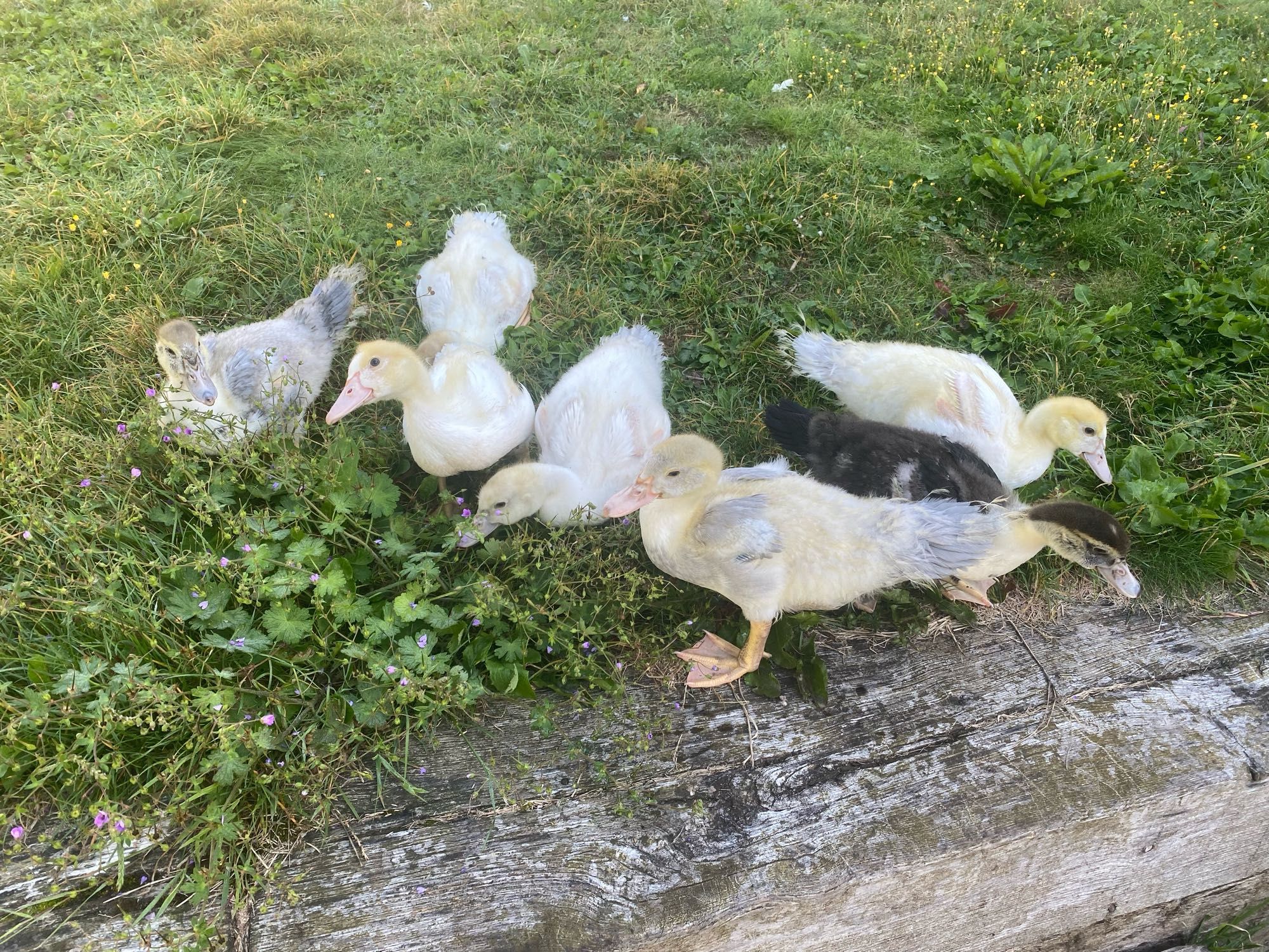 Seven juvenile ducks, midway through a moult and scruffy