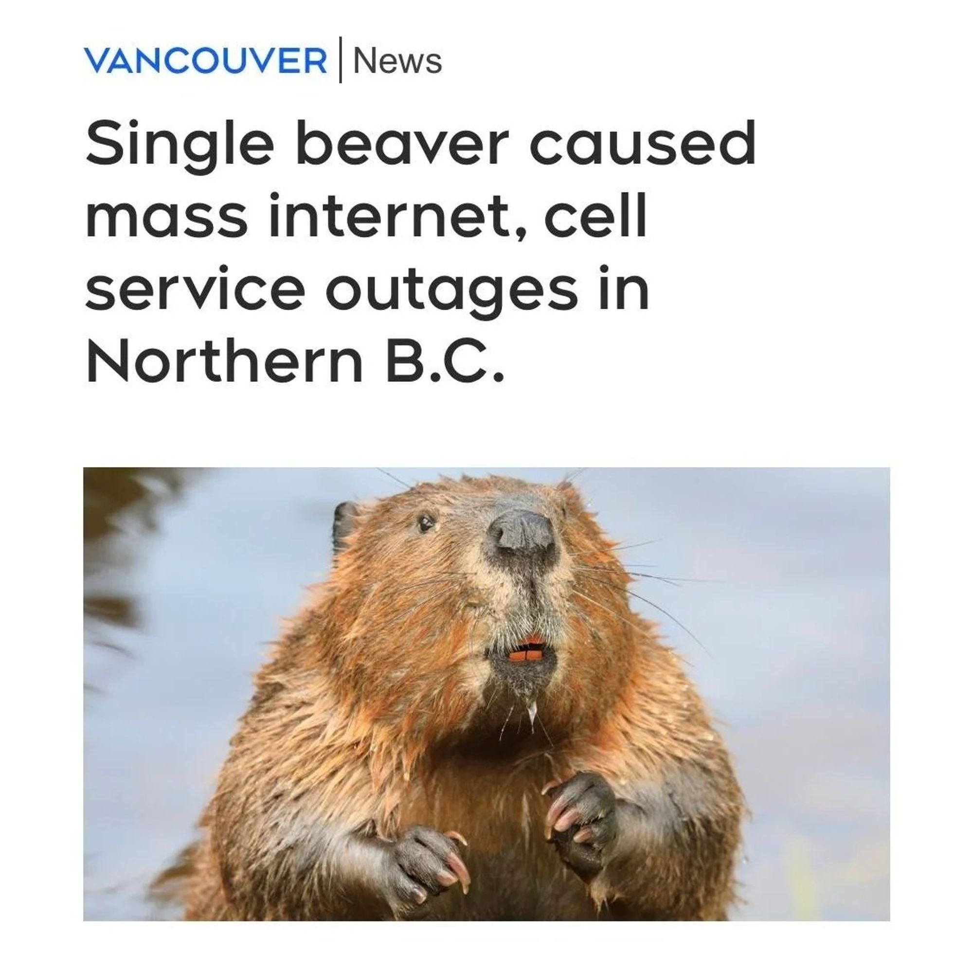 headline: single beaver caused mass internal, cell phone outages in northern b.c.