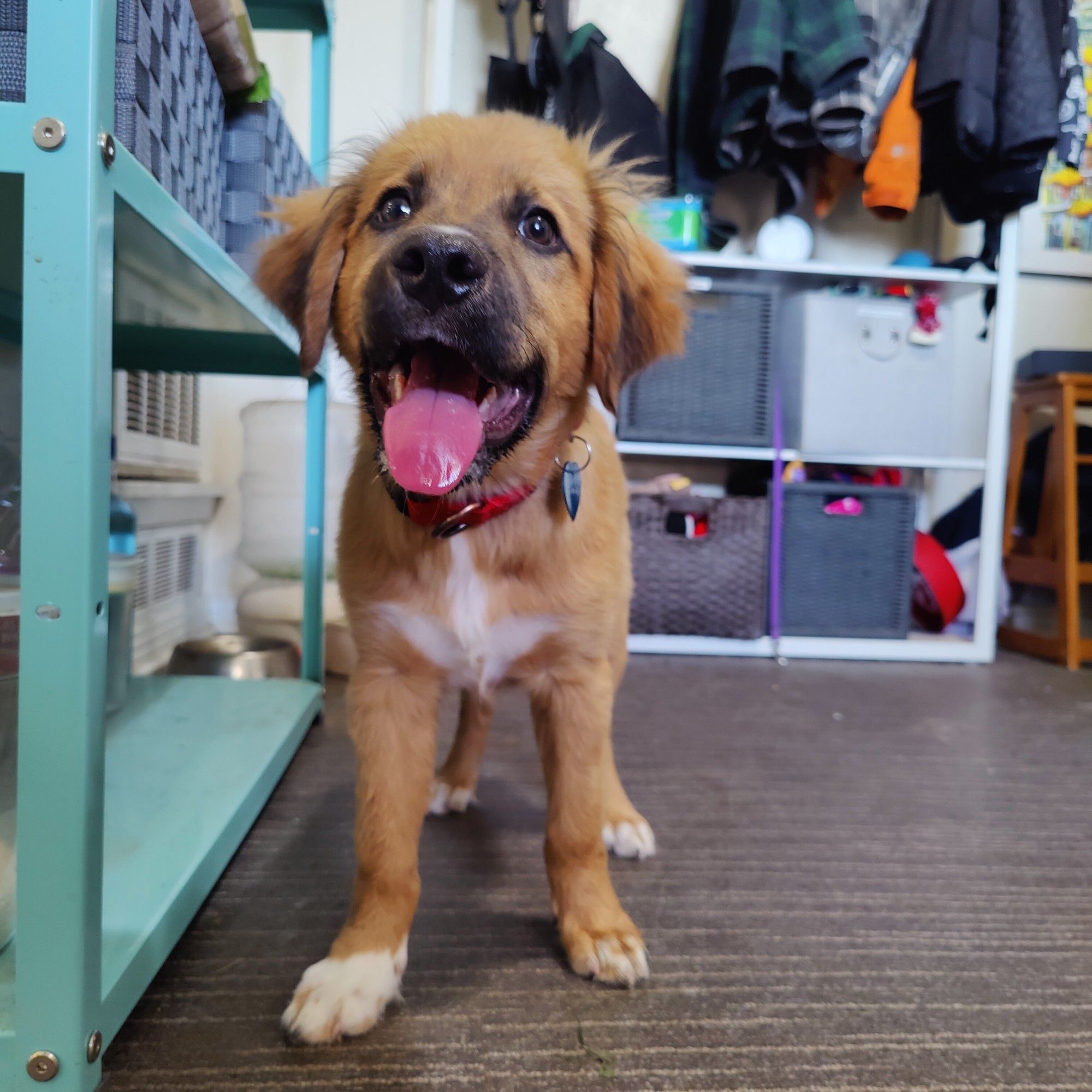 Fluffy brown puppy with a black muzzle. His big wet pink tongue is hanging out.