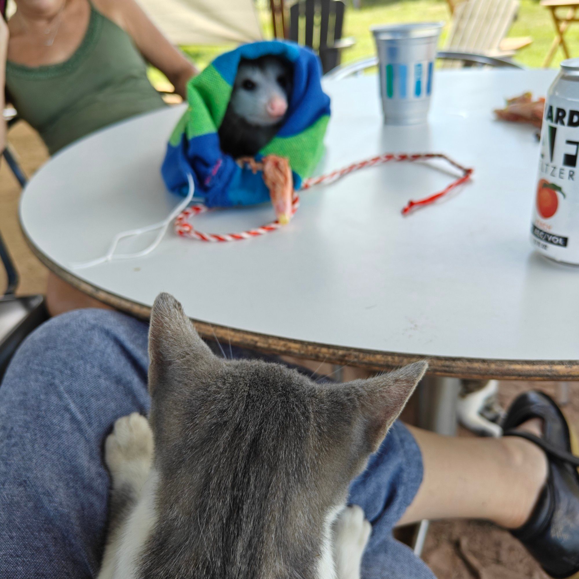 Kitten in my lap looking at a possum in a bag on a table in front of her