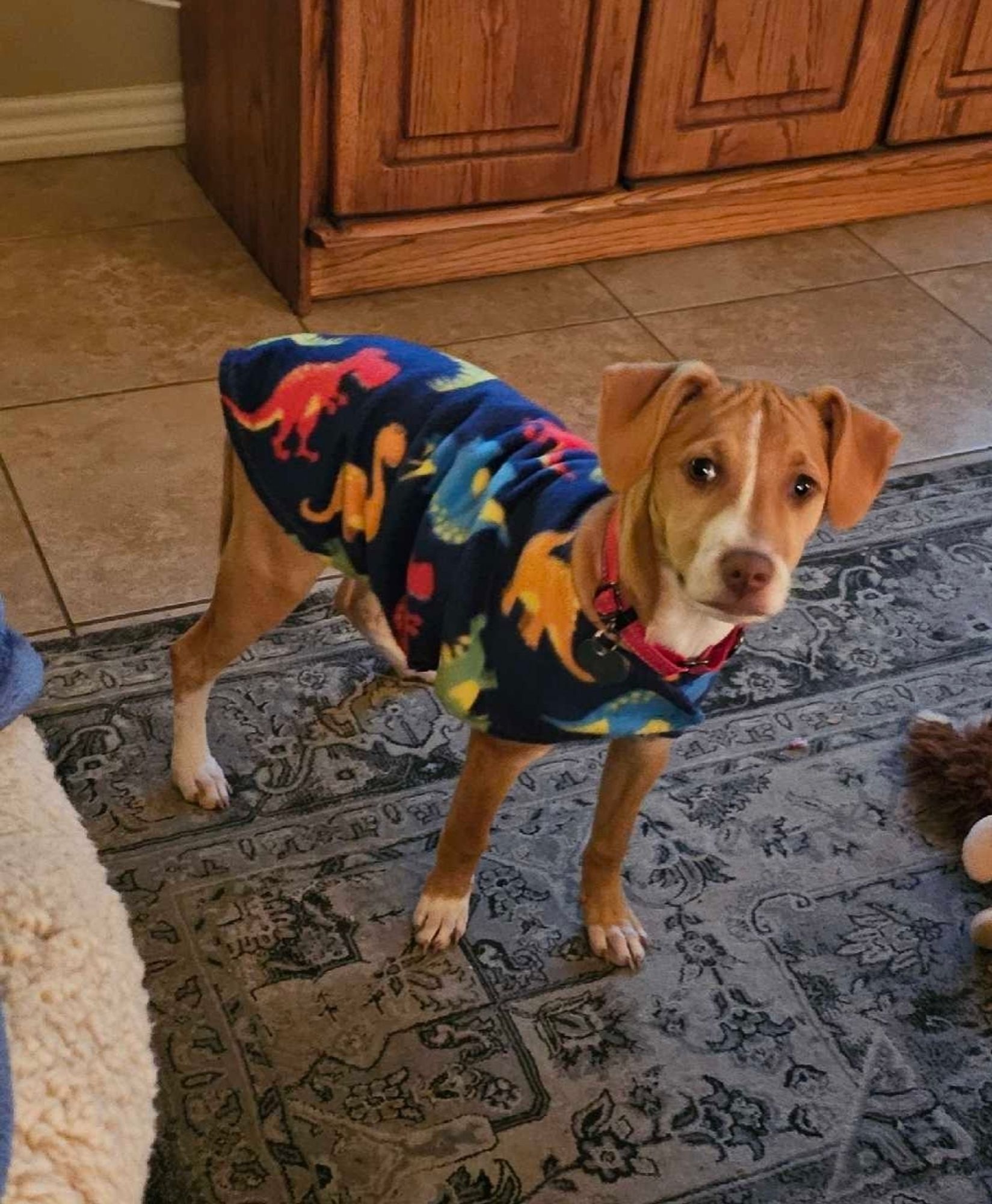 Sweet beagle mix pup in a colorful fleece coat