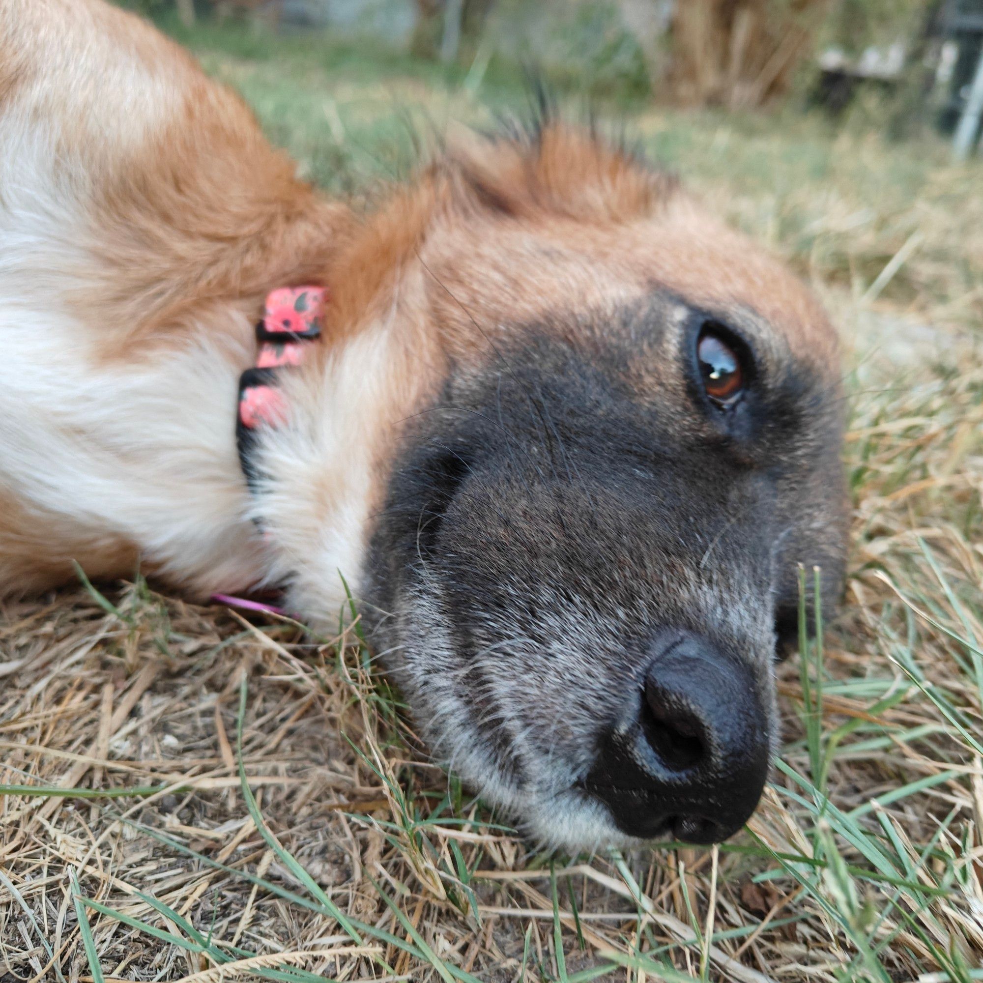 Sweet black muzzled brown dog lying in the grass and smiling