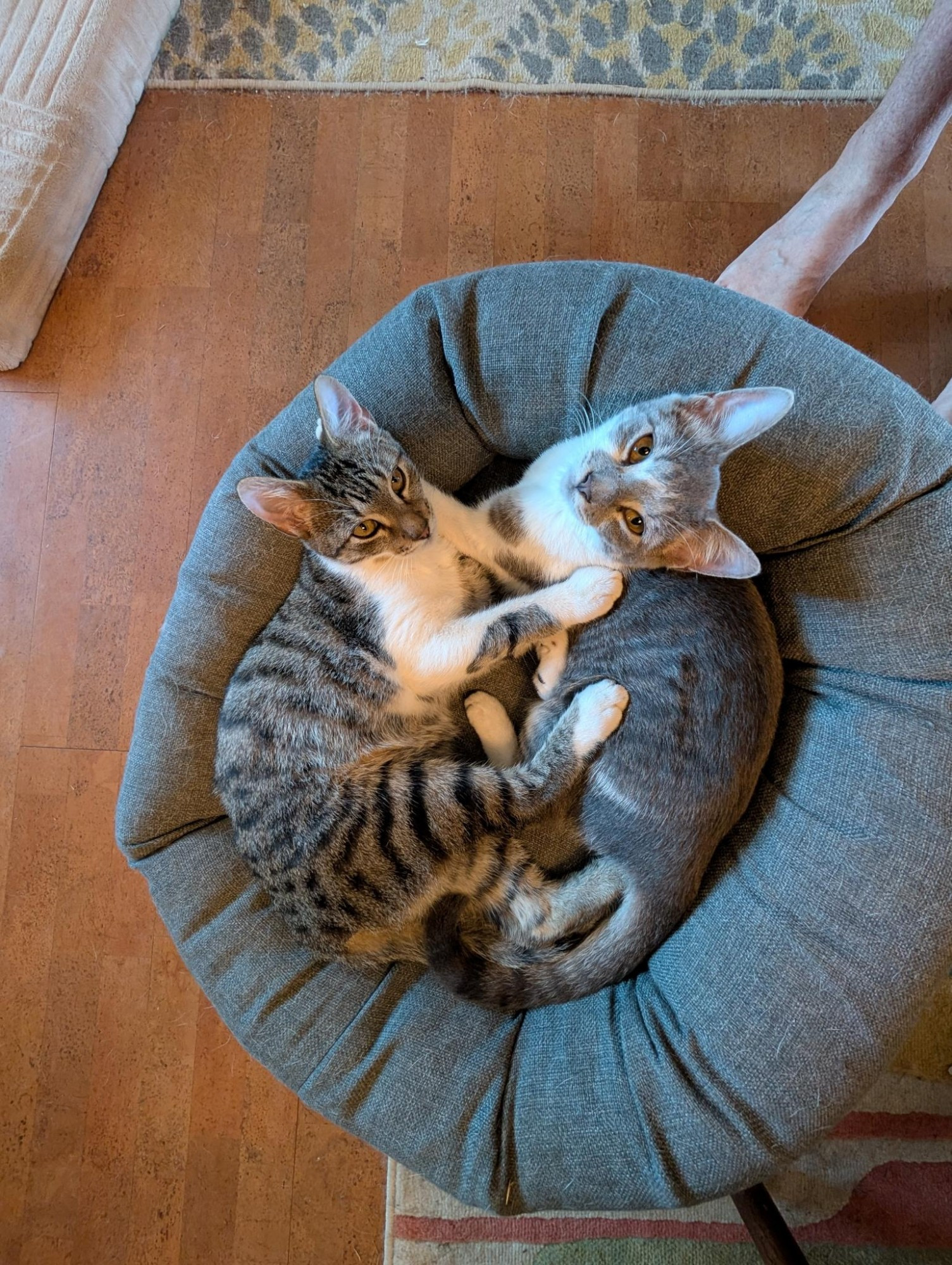 Two gray and white tabby kittens curled up together in a round pet bed.