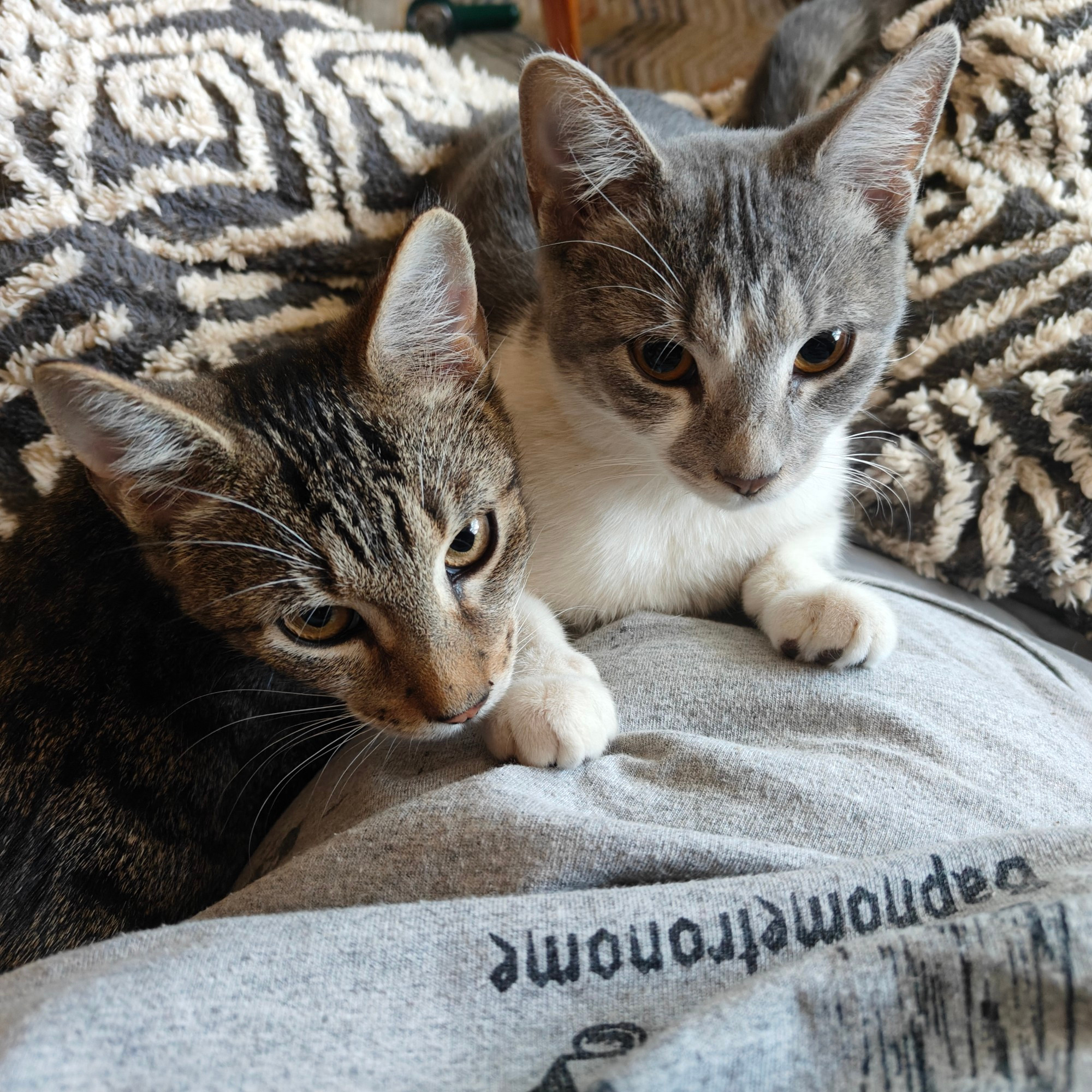 Two formerly feral kittens sitting in a lap on a blanket in a house