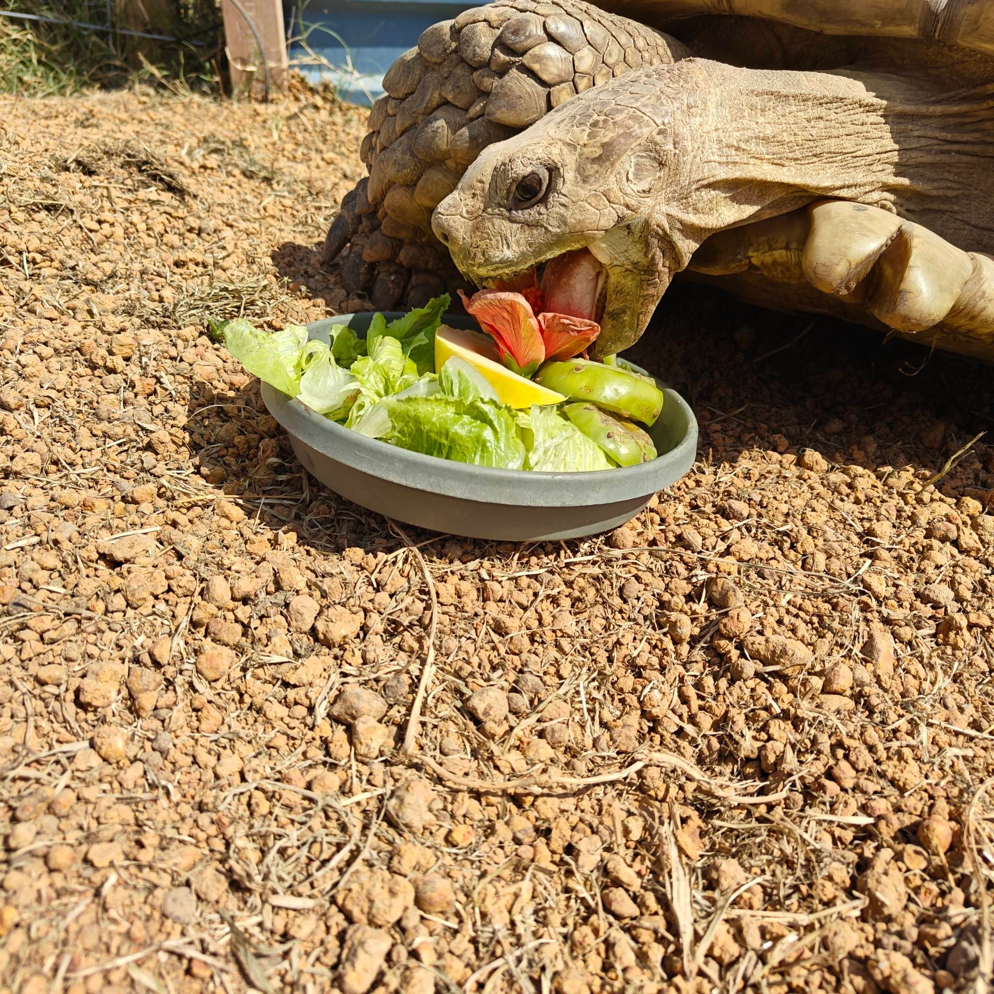 Big tortoise boy chomping his salad