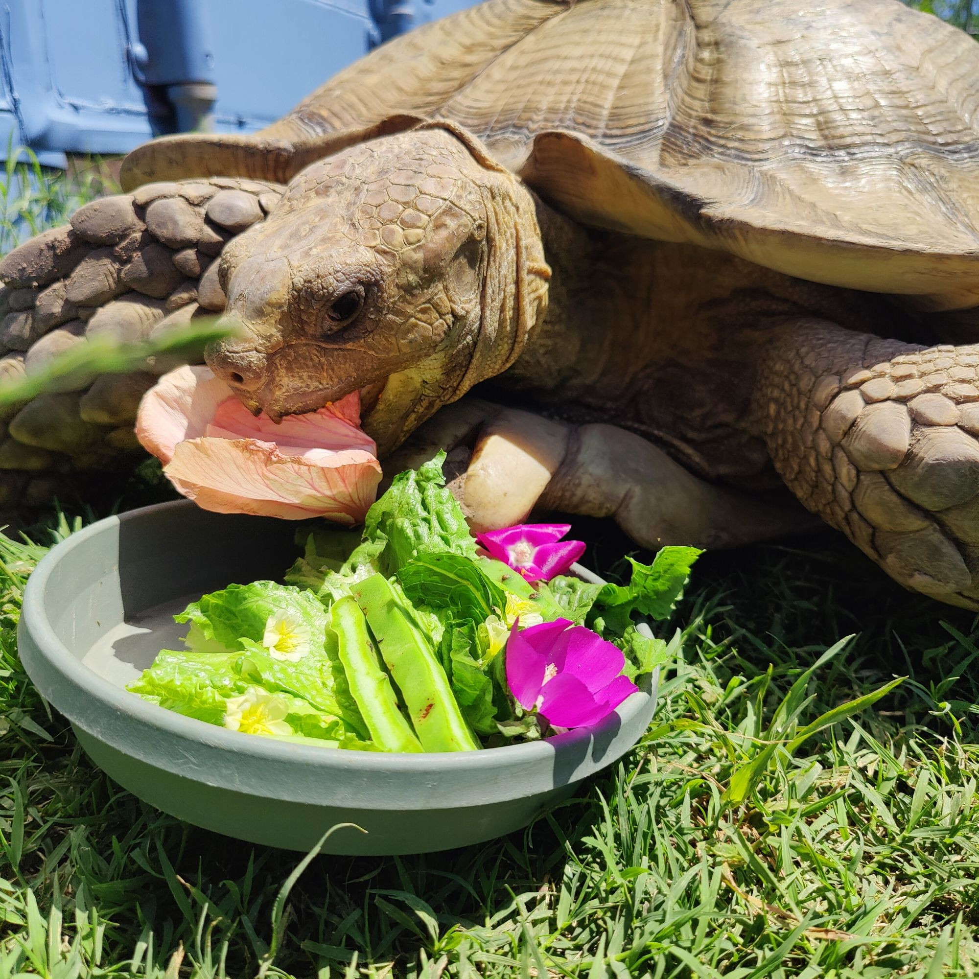 Large sulcata tortoise eating the salad, hibiscus first.