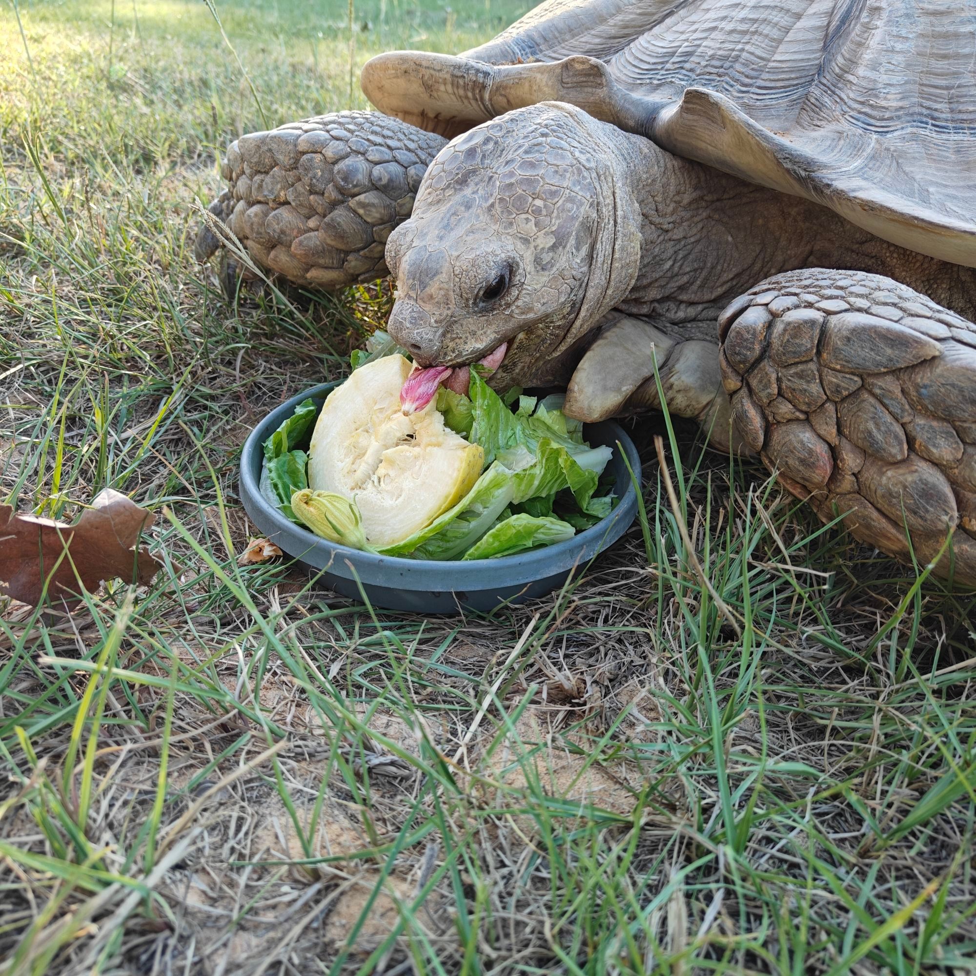 Big tortoise boy eating his salad