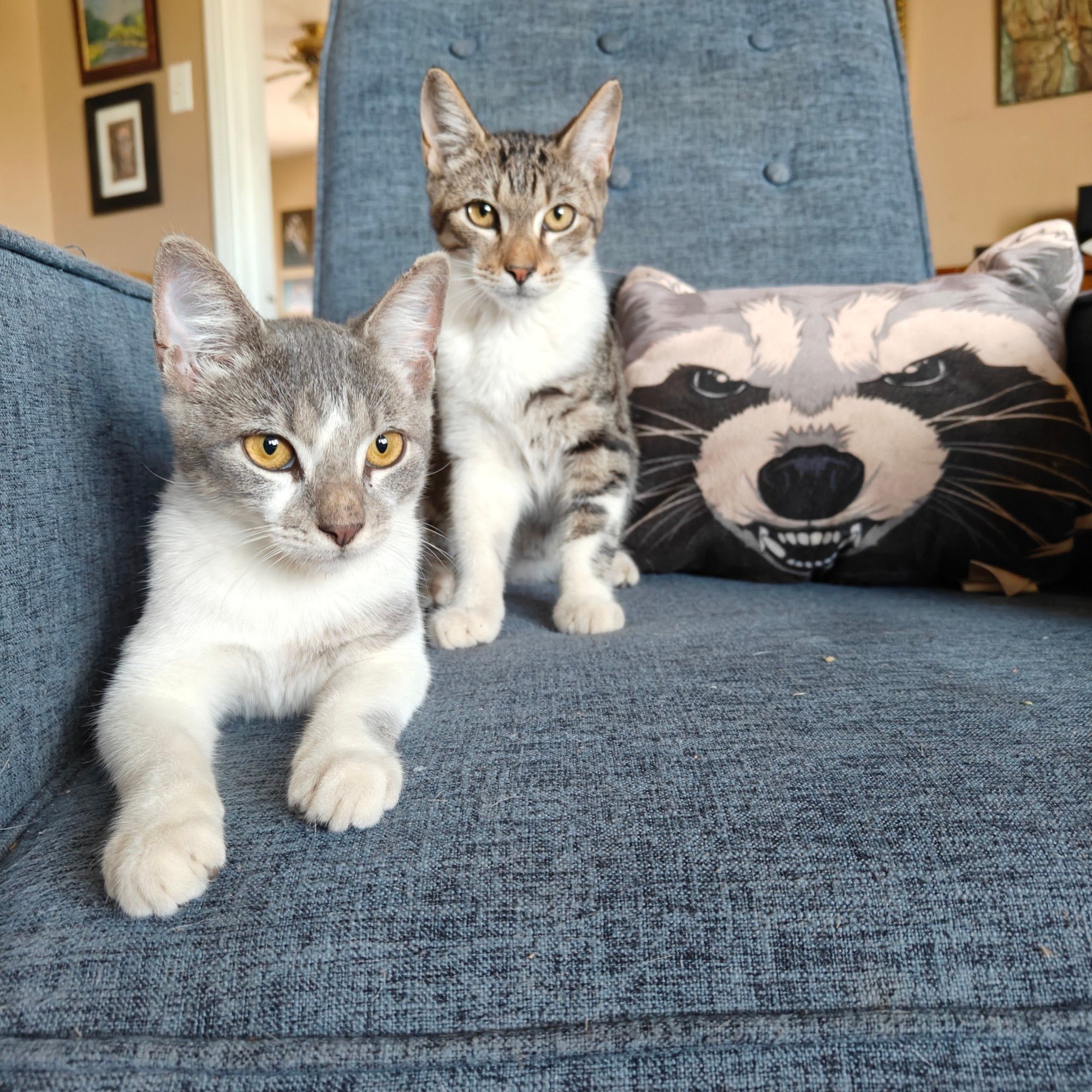 Two tabby/white kittens in an armchair with an angry raccoon pillow