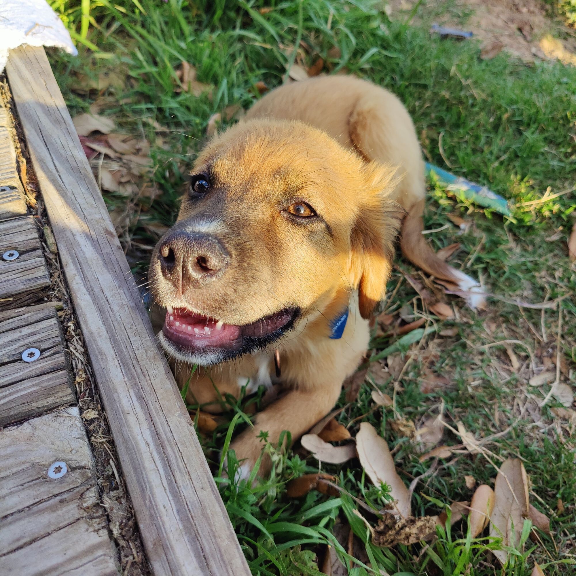 Fluffy brown puppy with teeny itty bitty baby teeth