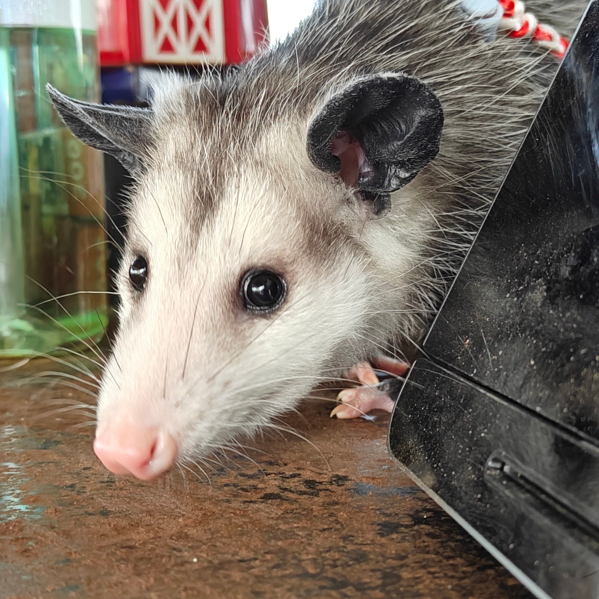 Juvenile opossum peeking from behind a cash register