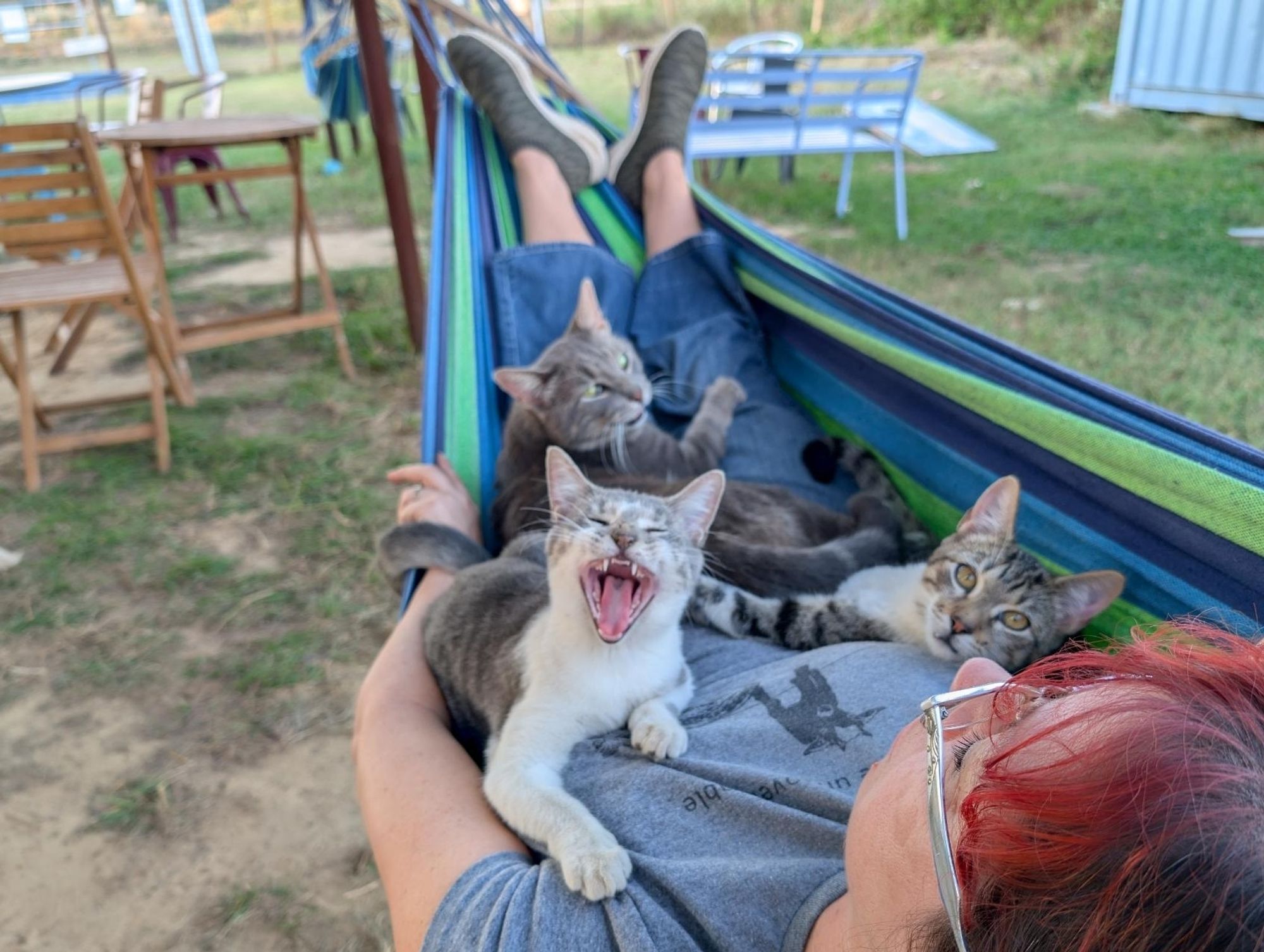 Woman and a hammock with three cats. One is yelling at the camera