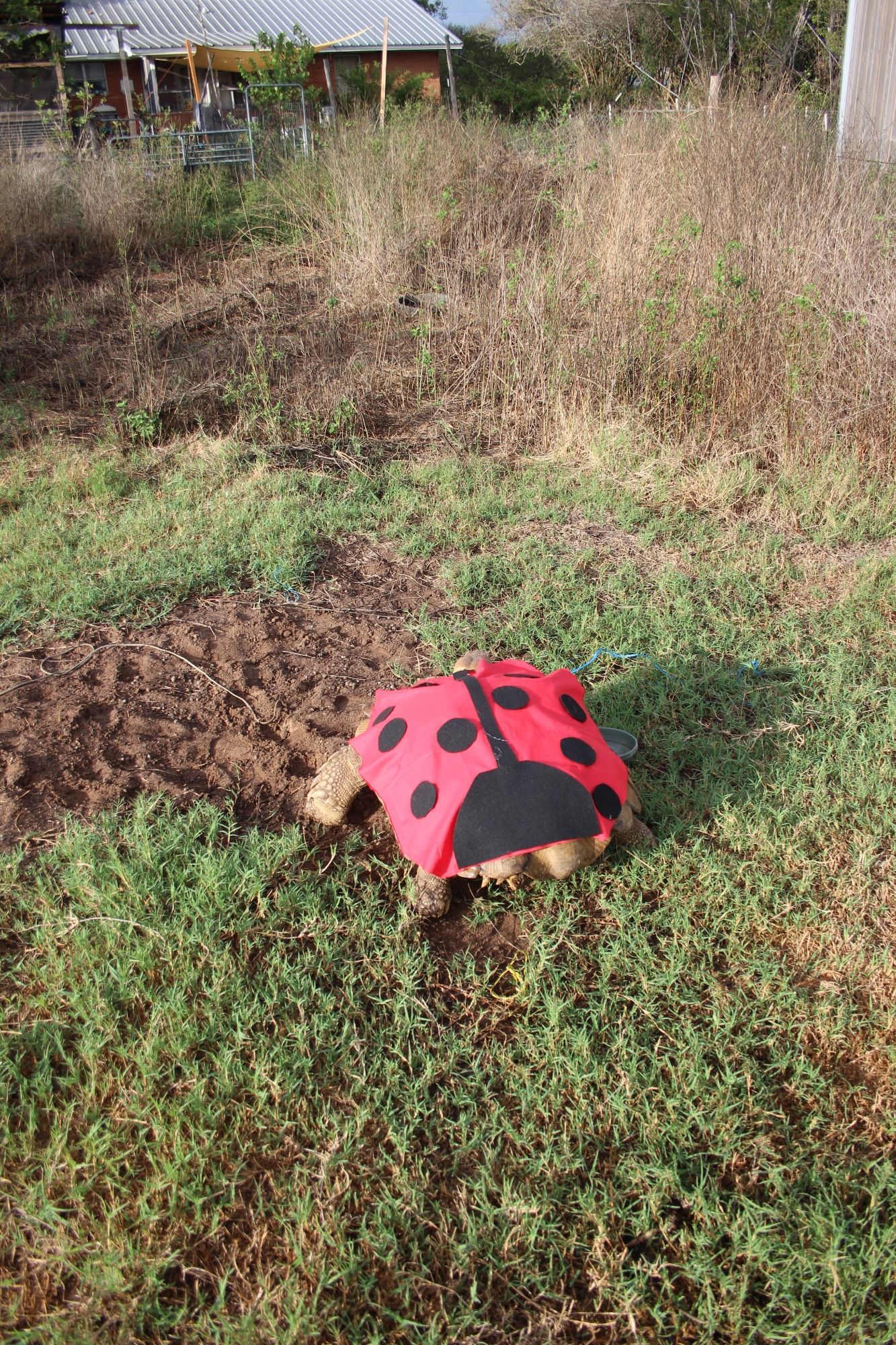 Giant tortoise dressed as a ladybug, seen from behind