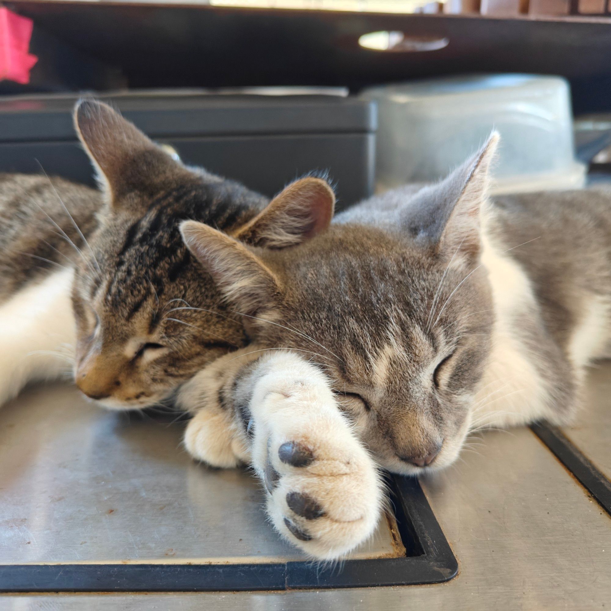 To Tabby kittens sleeping, their heads squished together and a lovely gray beaned paw sticking out between them