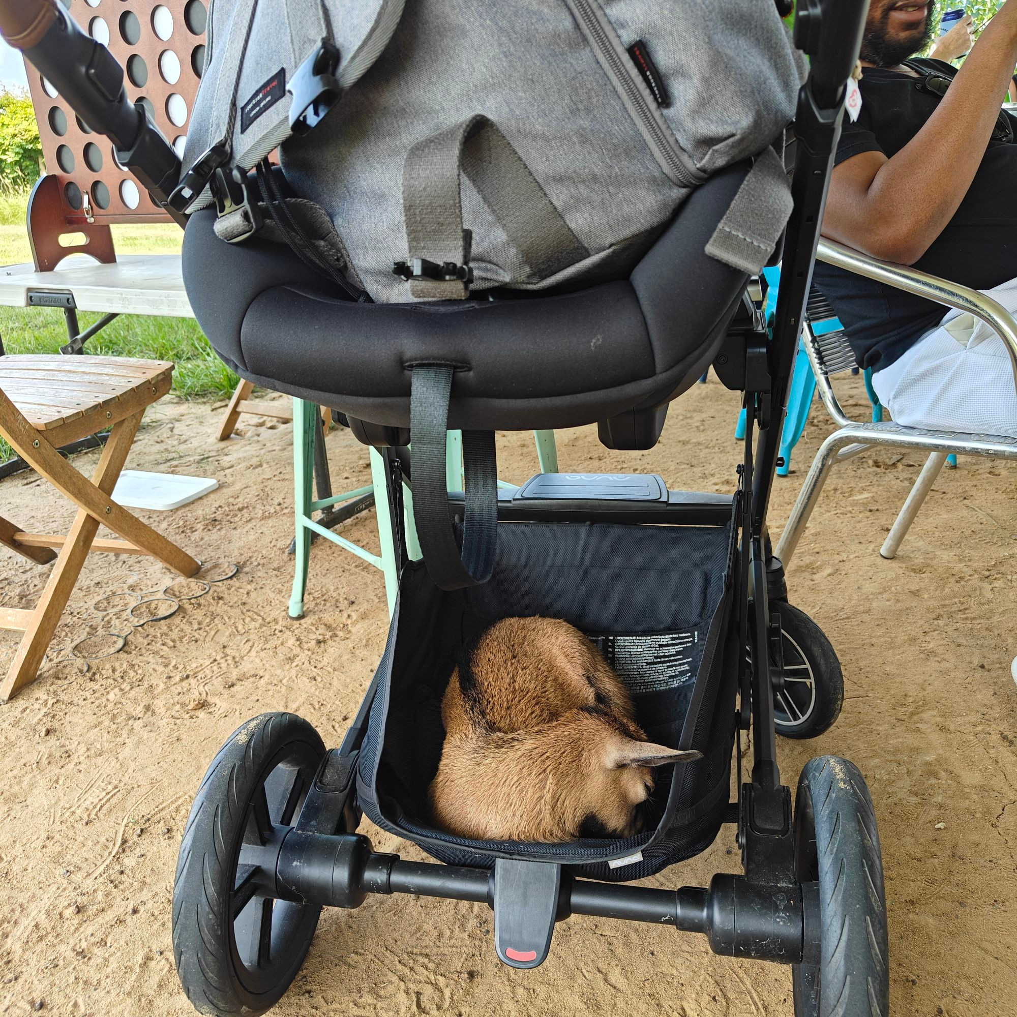 Tiny brown and black goat sleeping in the bottom part of a person's stroller
