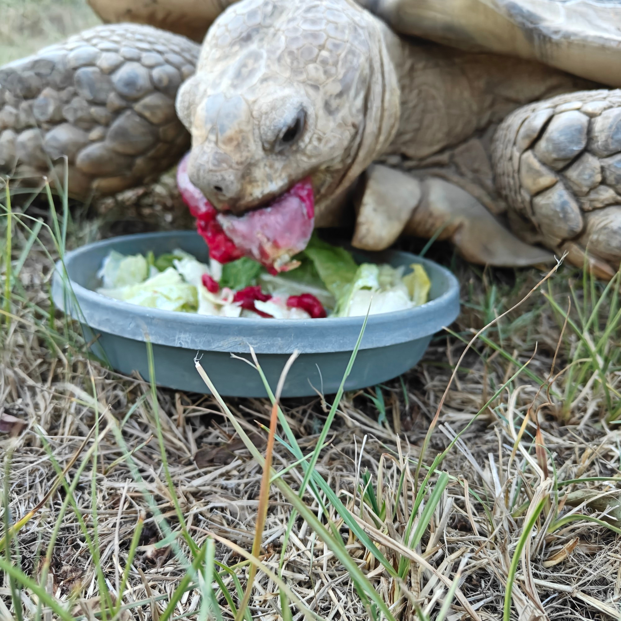 Big tortoise chomping the prickly pear. Red pulp like guts are spilling out onto the lettuce