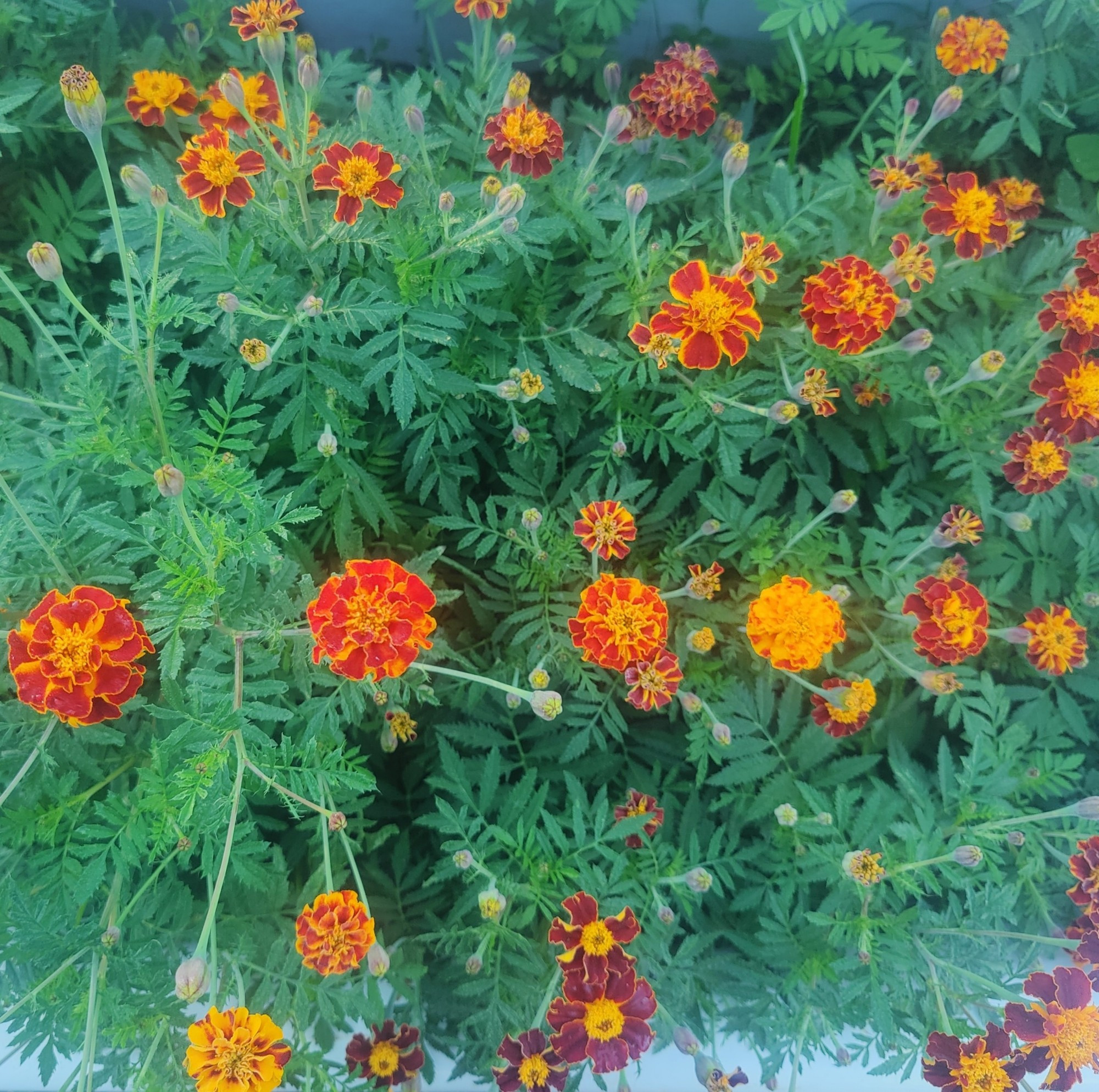 Overhead shot of a bunch of marigolds