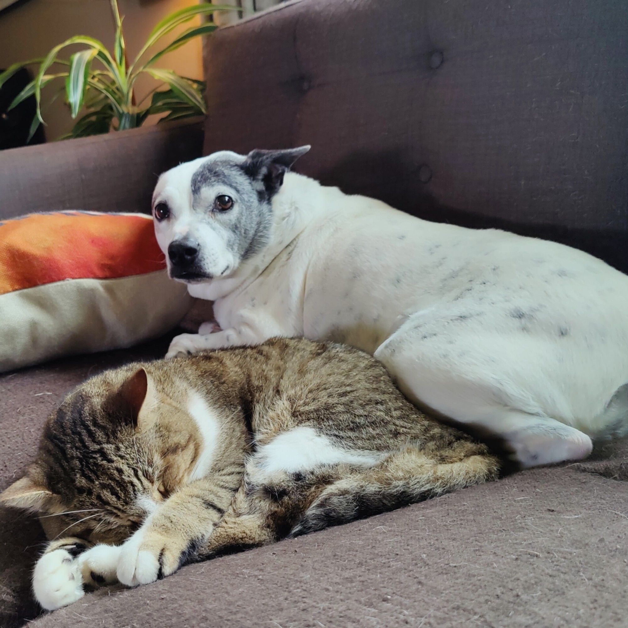 A black and white terrier looking guiltily at the camera while her thigh covers her sleeping cat friend.