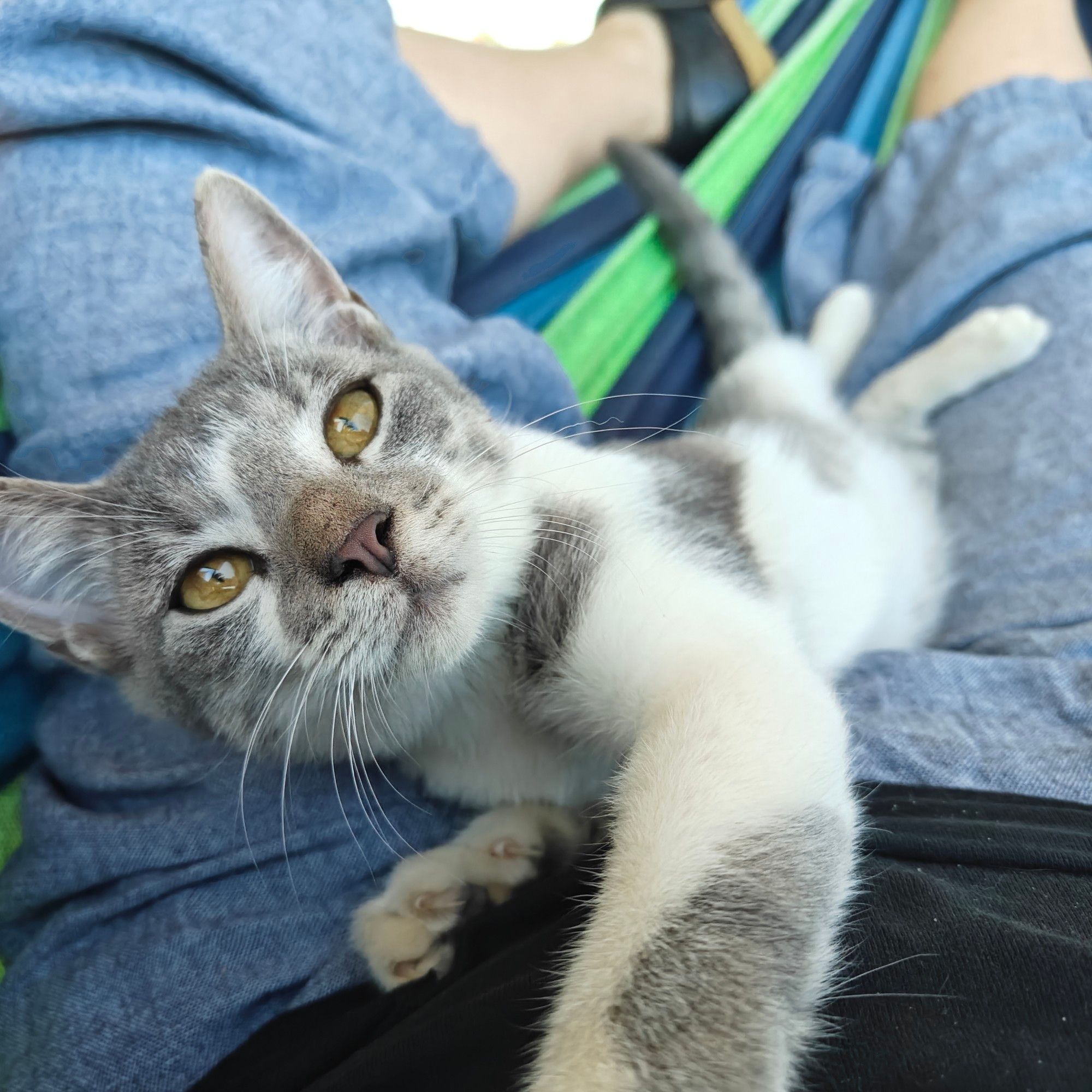 Gray and white tubby kitten trying to look innocent