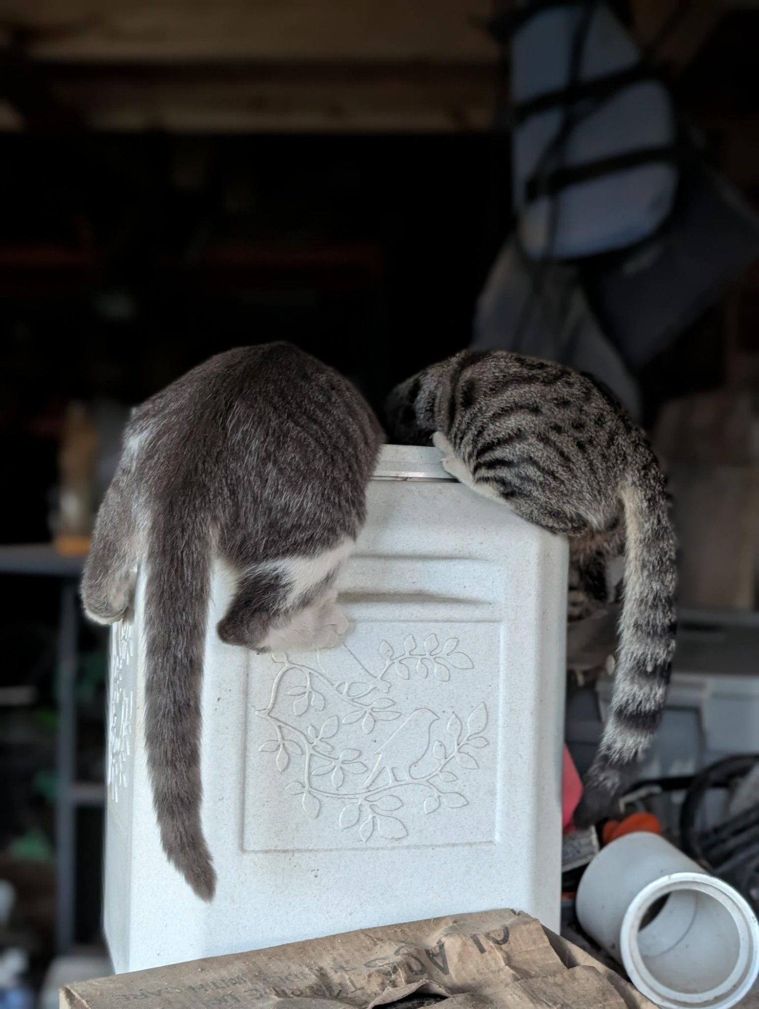 Two kitten butts hanging out of a big cat food bin. They think it's an all-you-can-eat buffet.