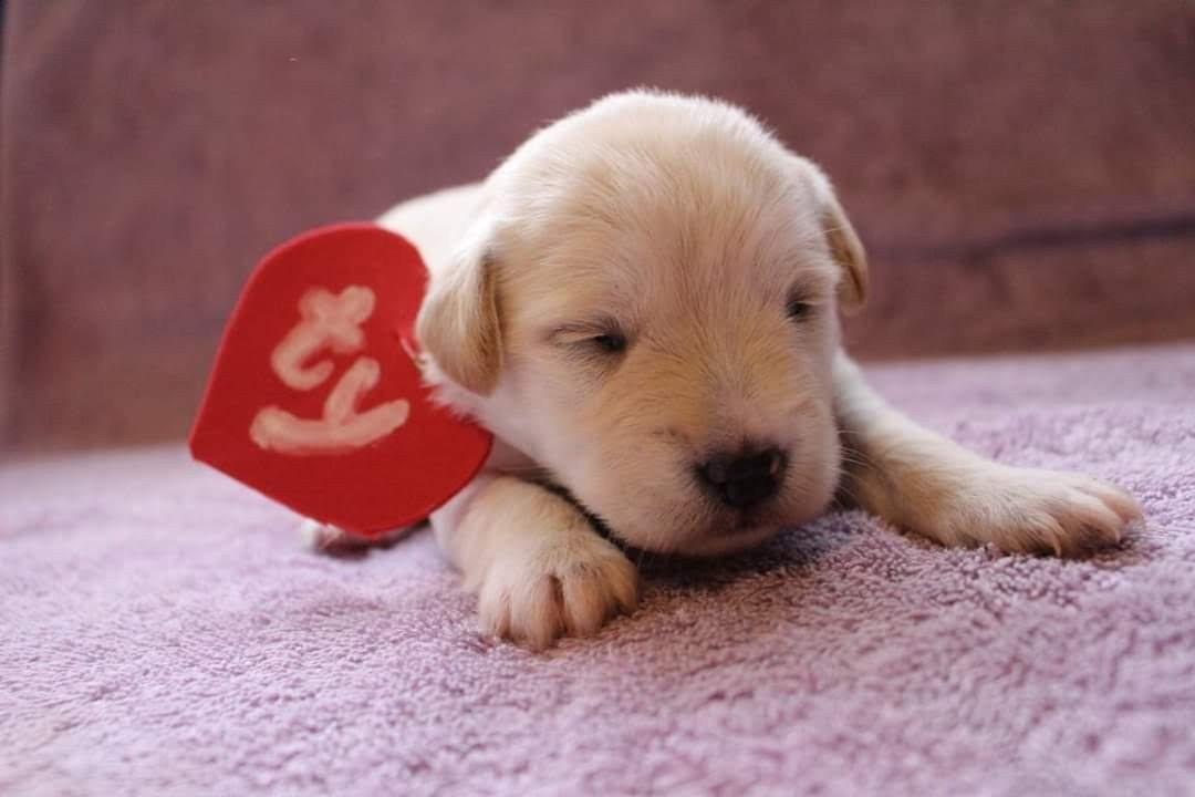 Tiny yellow puppy dressed as a beanie baby for Halloween