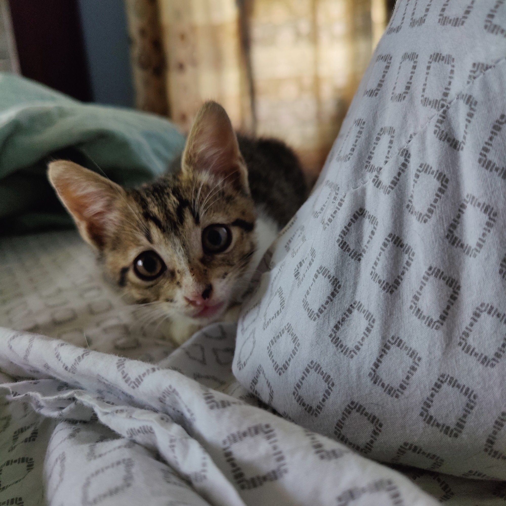 Kitten staring at me from behind a pillow on the bed where I'm trying to take a nap