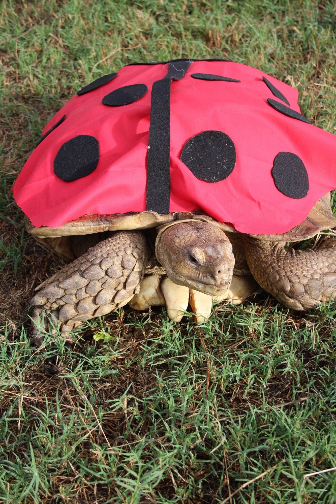 Sulcata tortoise dressed as a ladybug