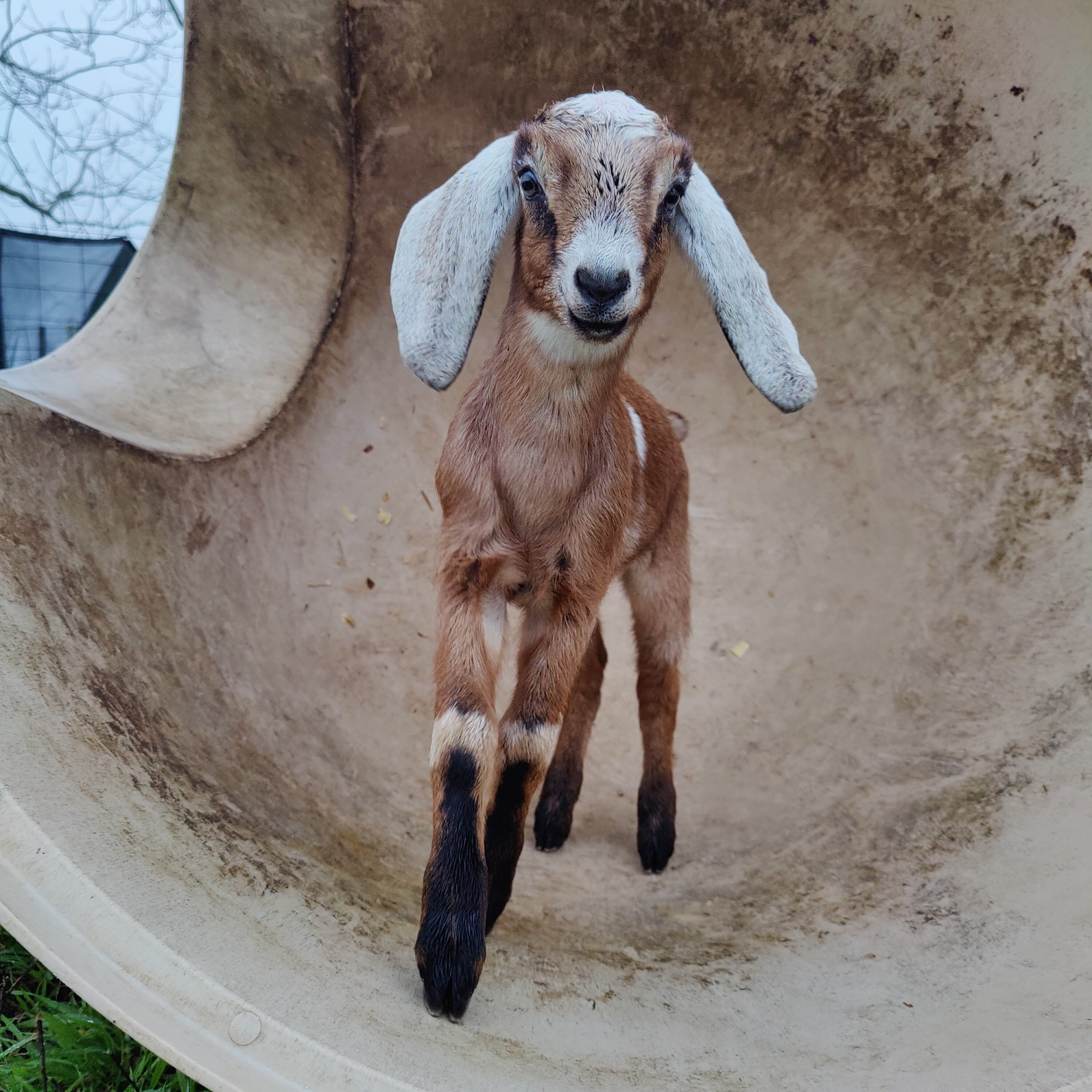 Long-legged baby goat in an upside down dogloo