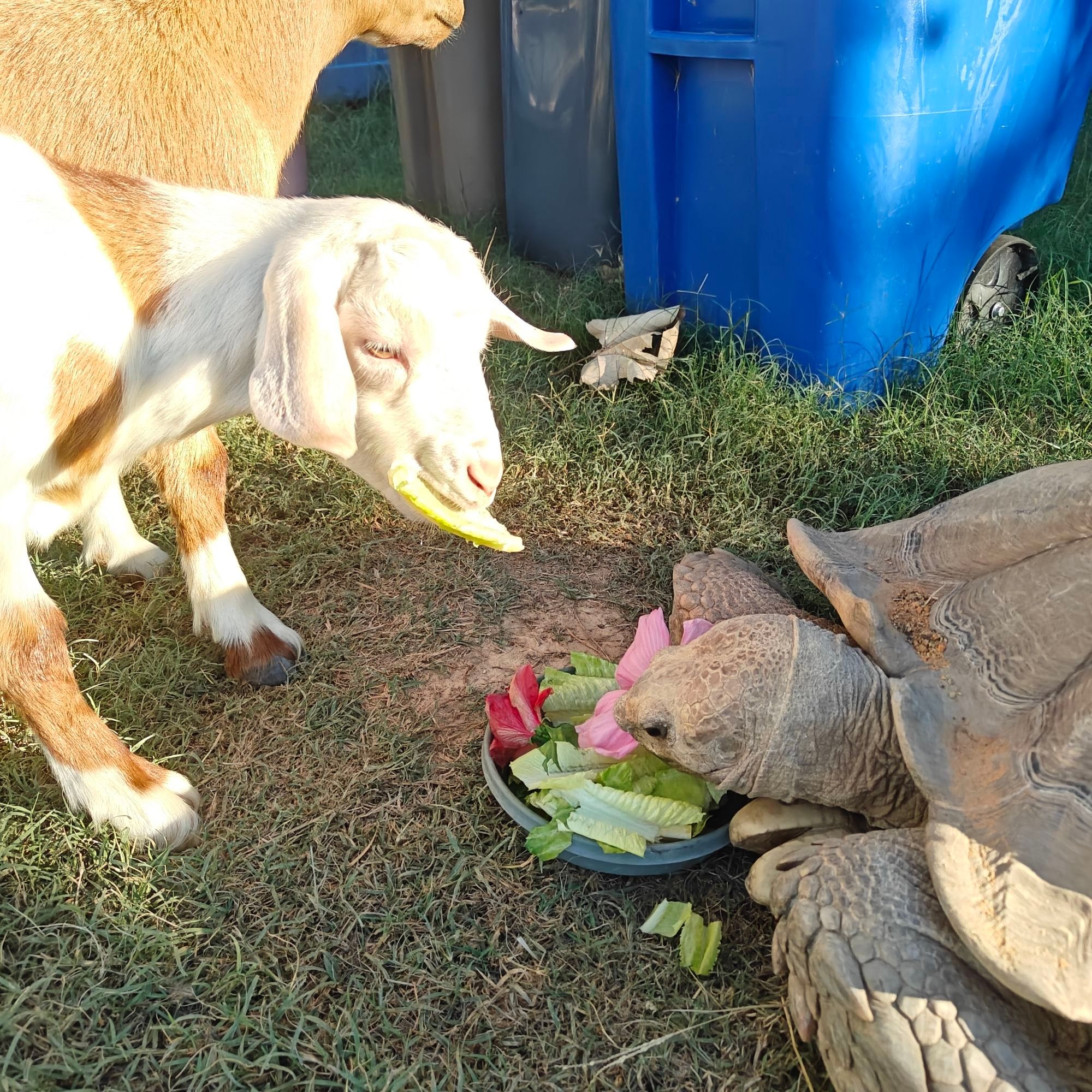 Little white goat stealing from the tortoises salad while the tortoise is helpless to do anything about it