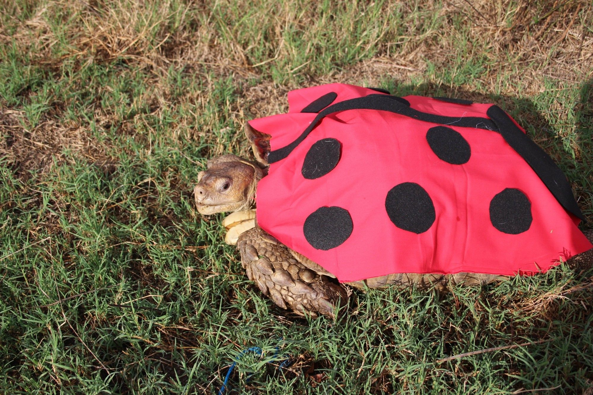 One more shot if my tortoise dressed as a ladybug