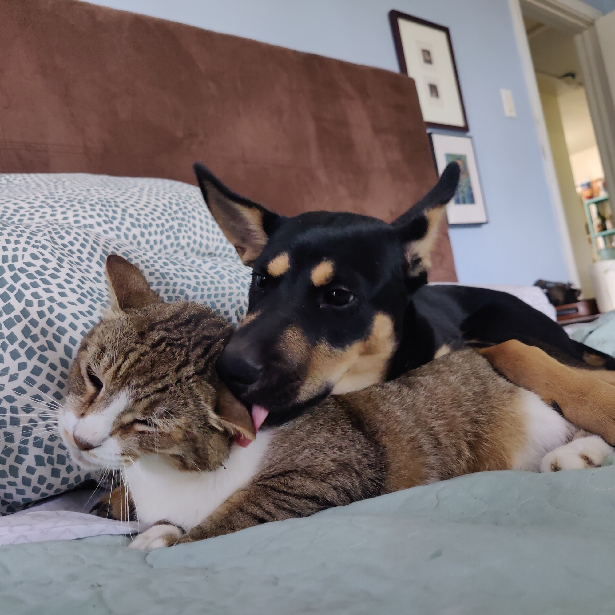 Three photos of a black and tan puppy lightly molesting a brown tabby cat on a bed.