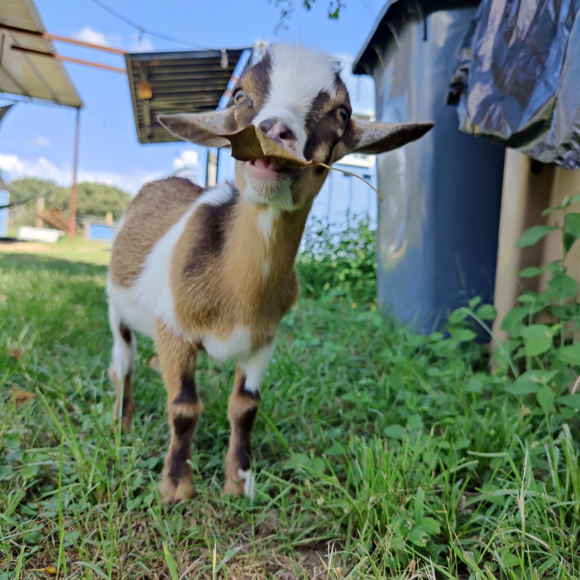 Smol goat excitedly eating a dried leaf, which is basically ghost popcorn