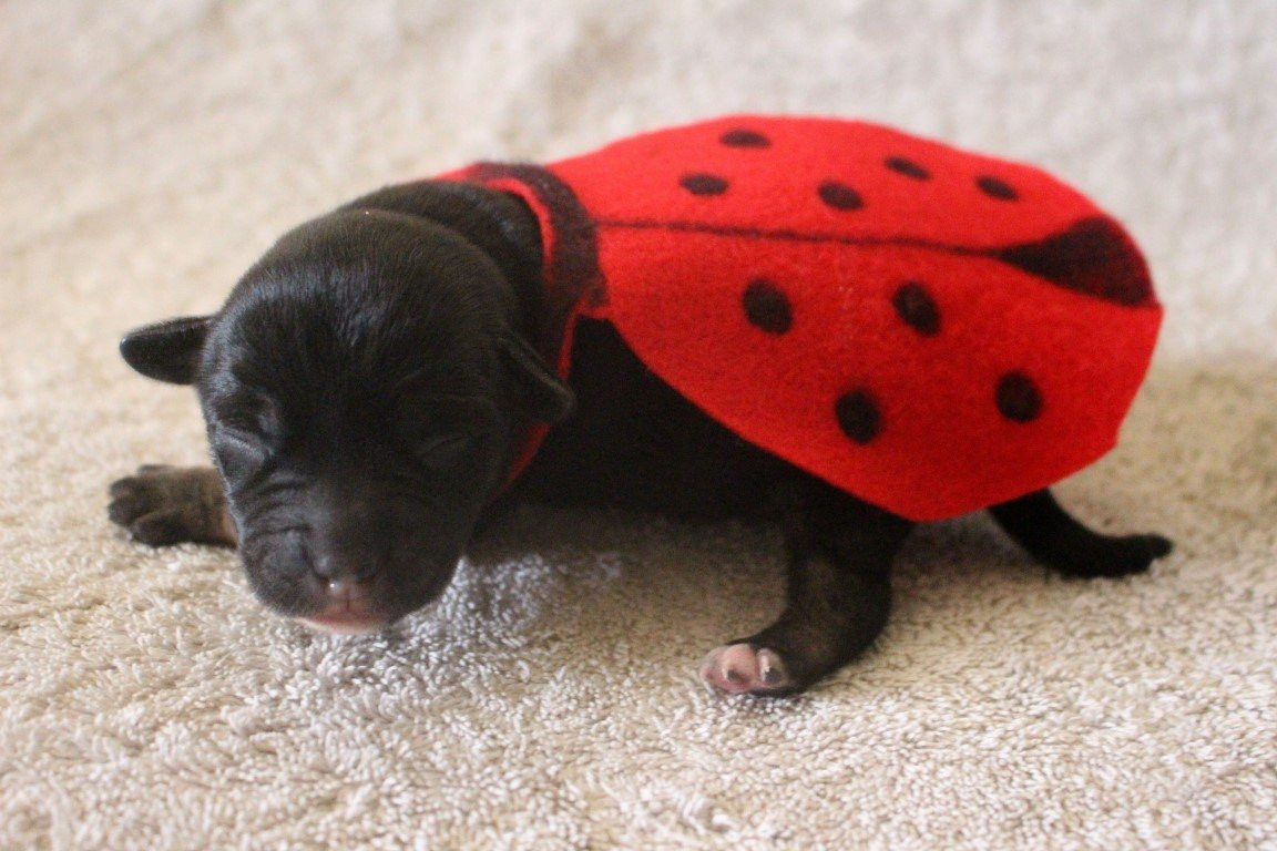 Newborn puppy dressed as a ladybug. His body is black, so it looks extremely realistic. Lol