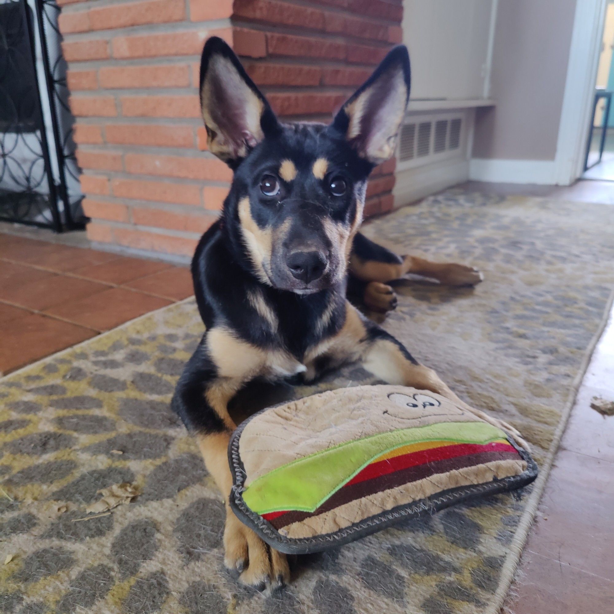 Black and tan puppy lying on a rug with a giant hamburger toy between her front legs. Her ears are straight up and very large and bat like