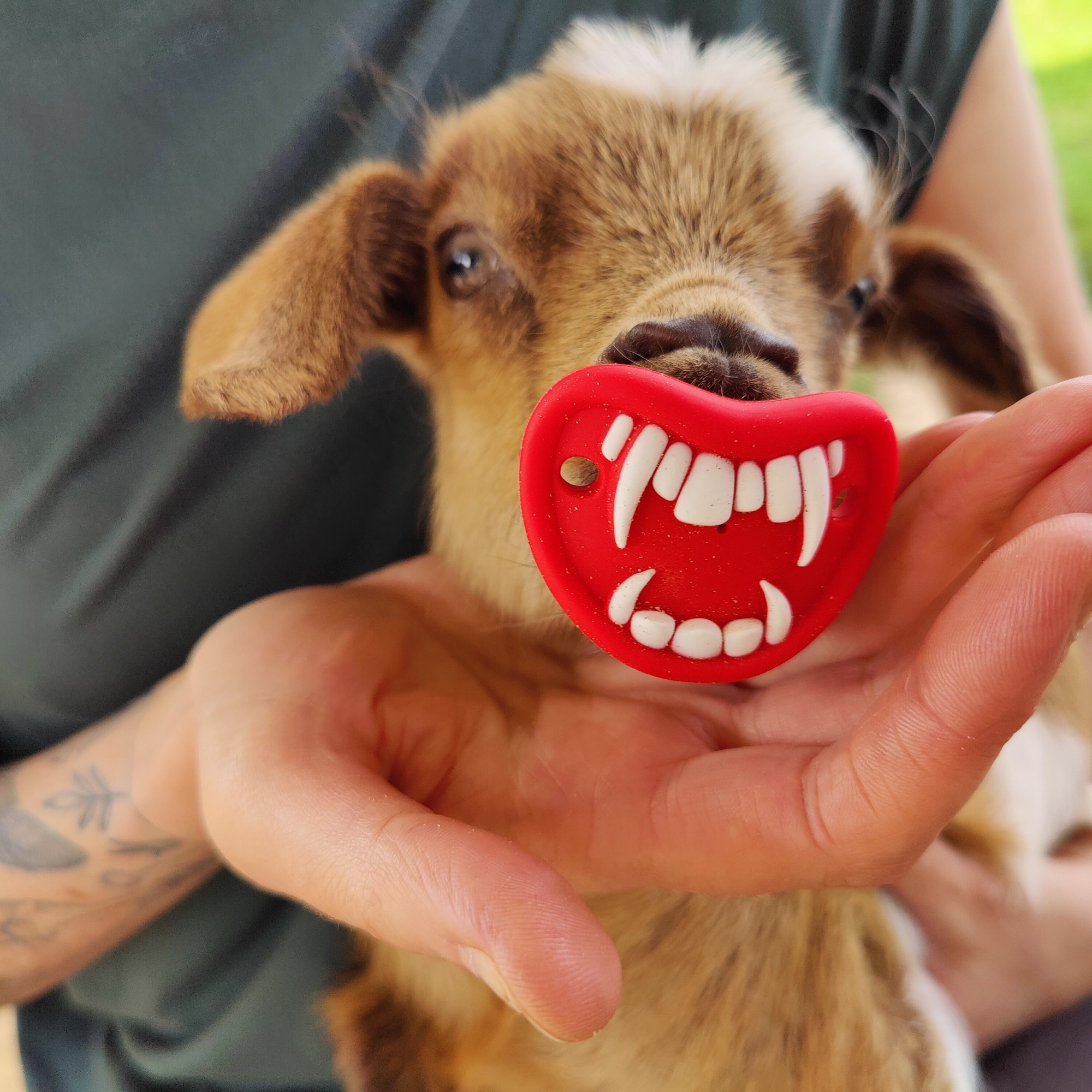 Baby goat sucking on a novelty pacifier that looks like vampire teeth