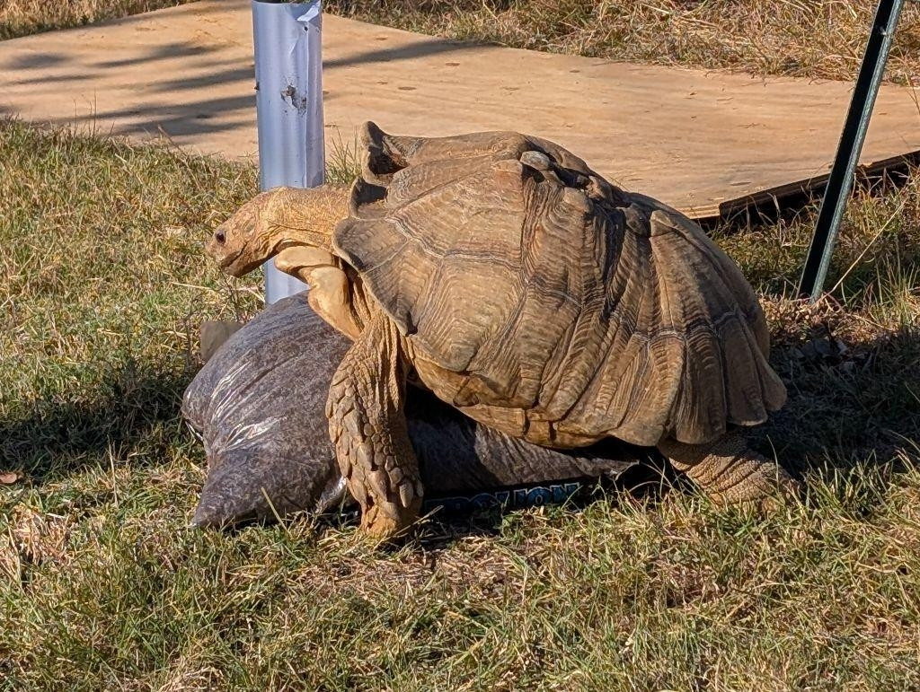 My large adult tortoise son fucking two bags of tree mulch