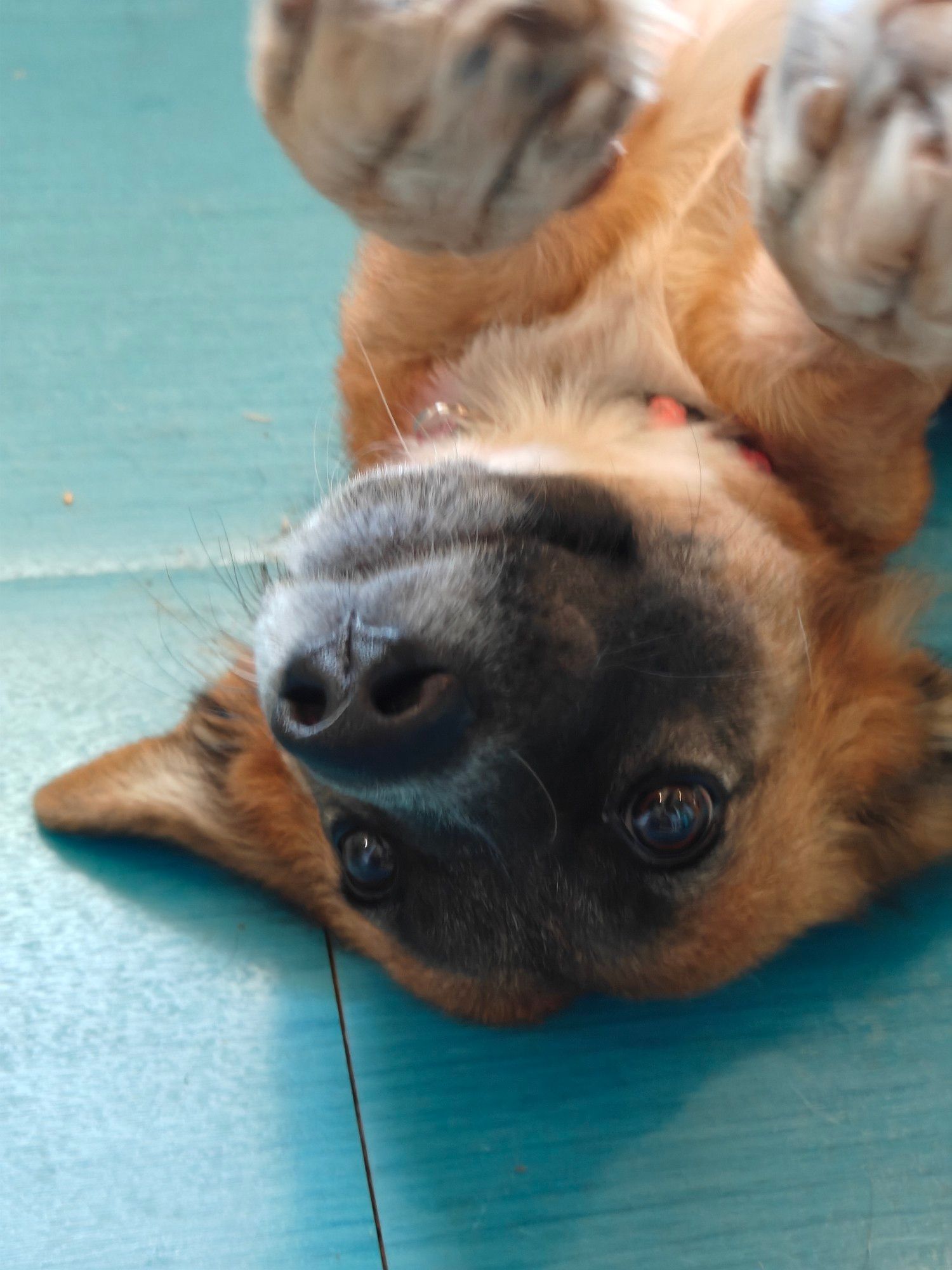 Adorable brown dog, upside down on an aqua floor