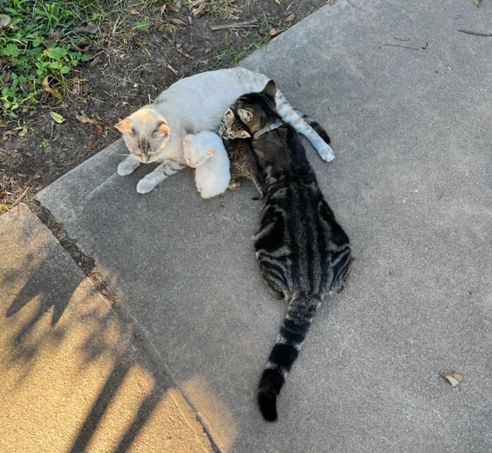 Two wee kittens and a large cat nursing on a mama cat.