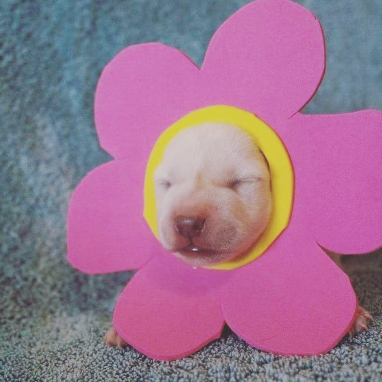 Tiny puppy with its eyes still closed wearing a giant pink flower with a yellow center around its face